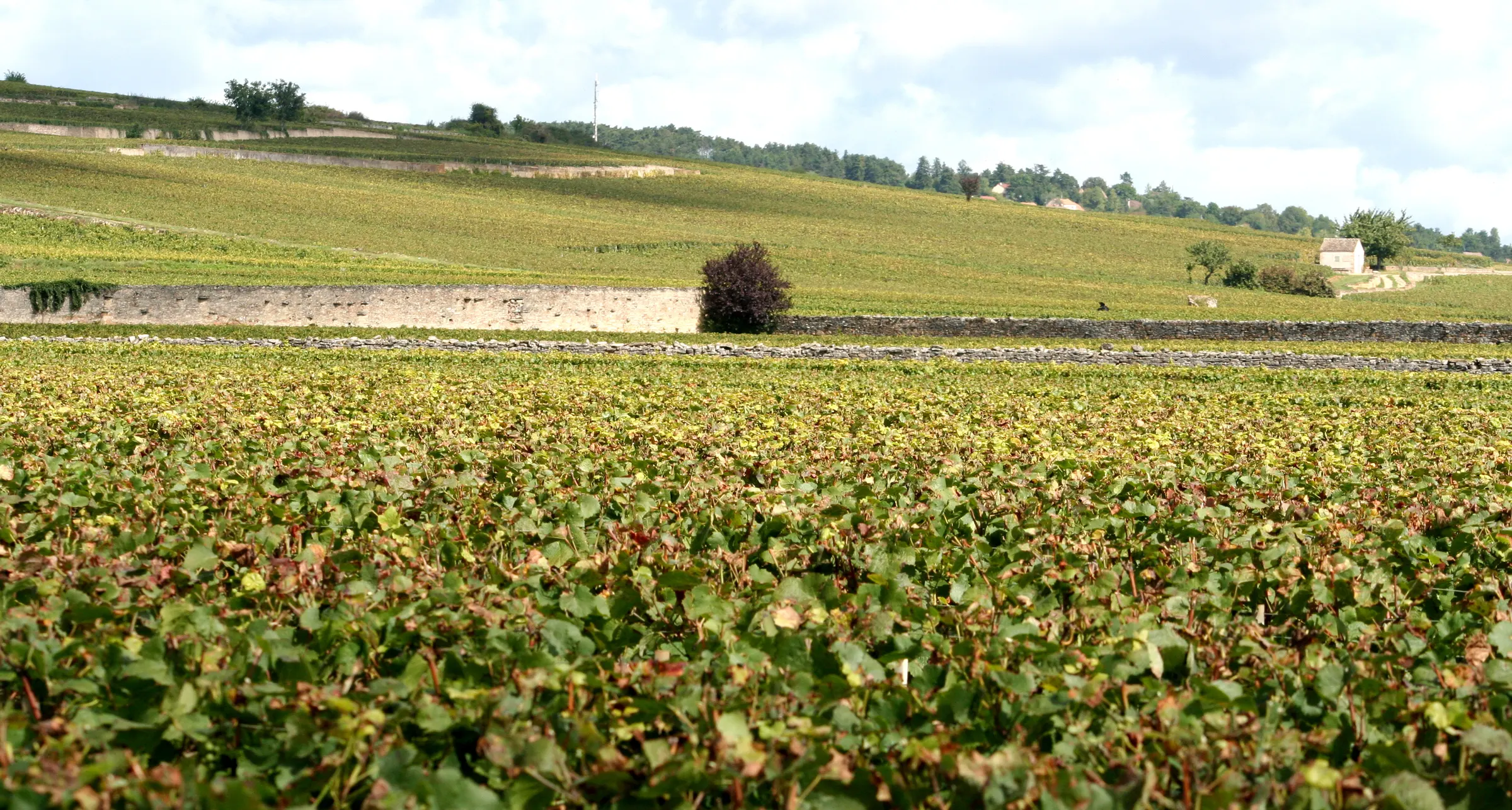 Autumn vines in the foreground with stone walls and a vineyard slope on the Côte de Beaune
