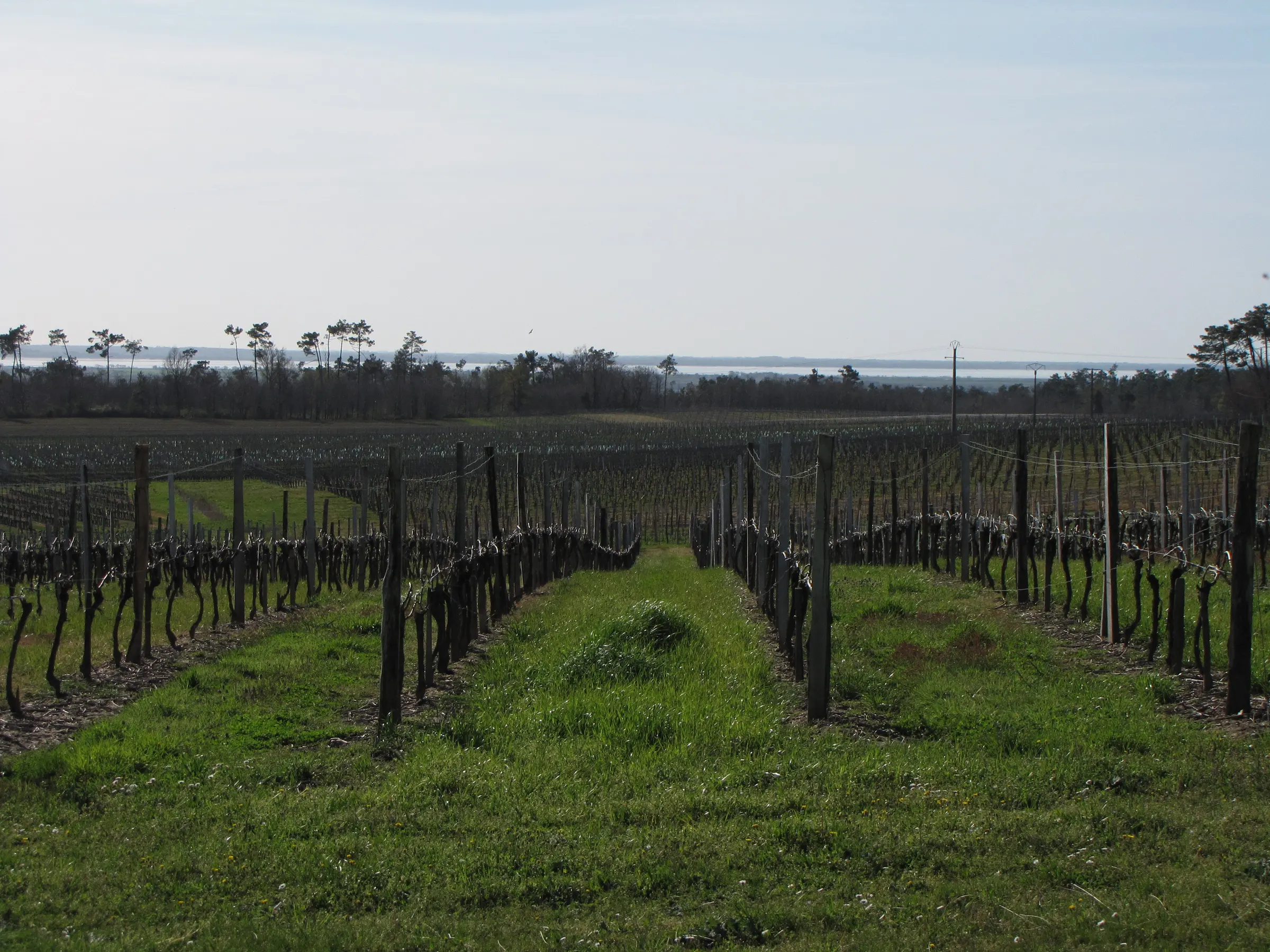 Rows of bare vines on a slope in the Côtes de Blaye, with the estuary visible beyond the trees