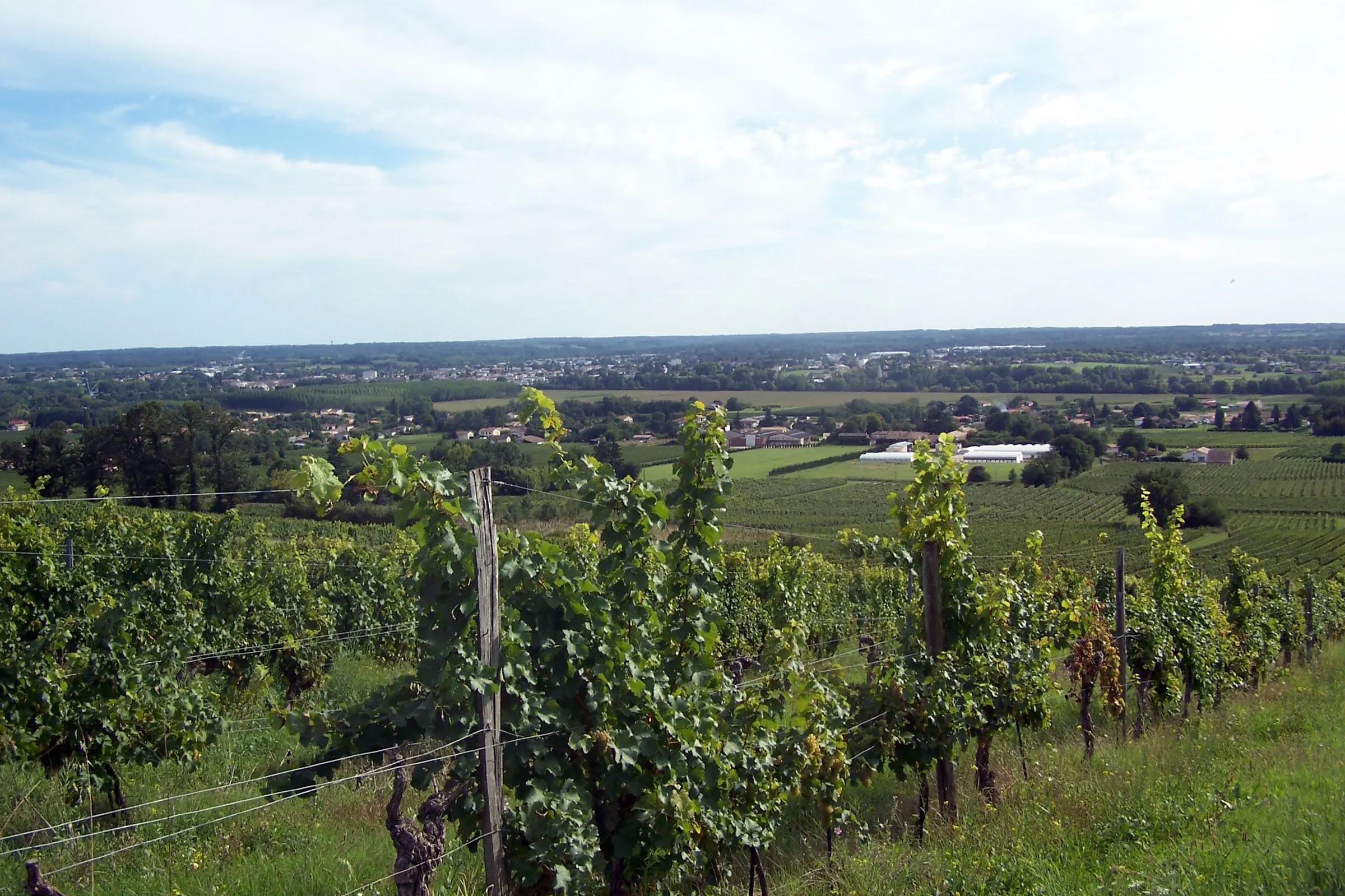 Green vineyard slope at Verdelais in Gironde overlooking farmland and village rooftops under a cloudy sky