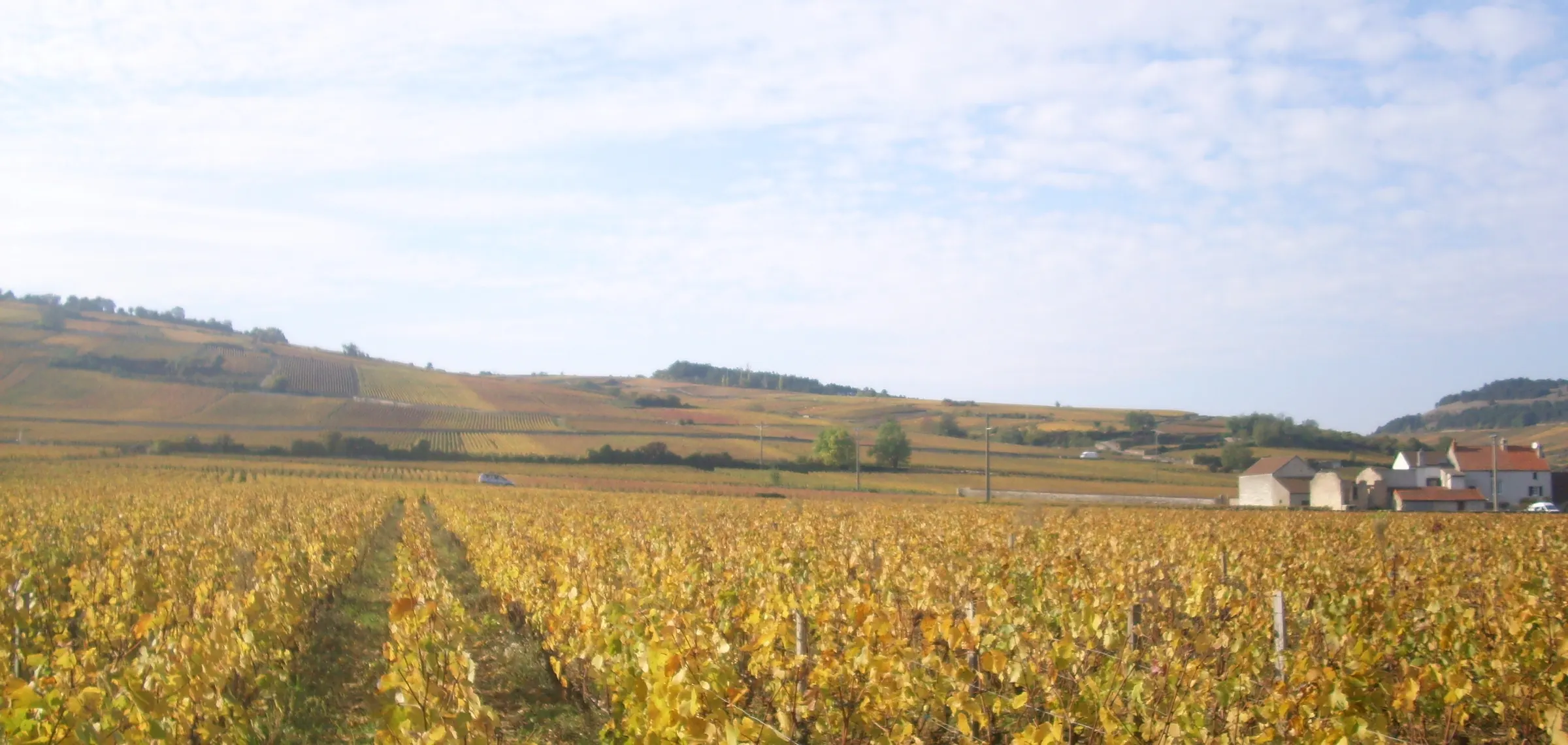 Golden autumn vine rows in the Pommard vineyard with hillside and village buildings beneath a pale sky