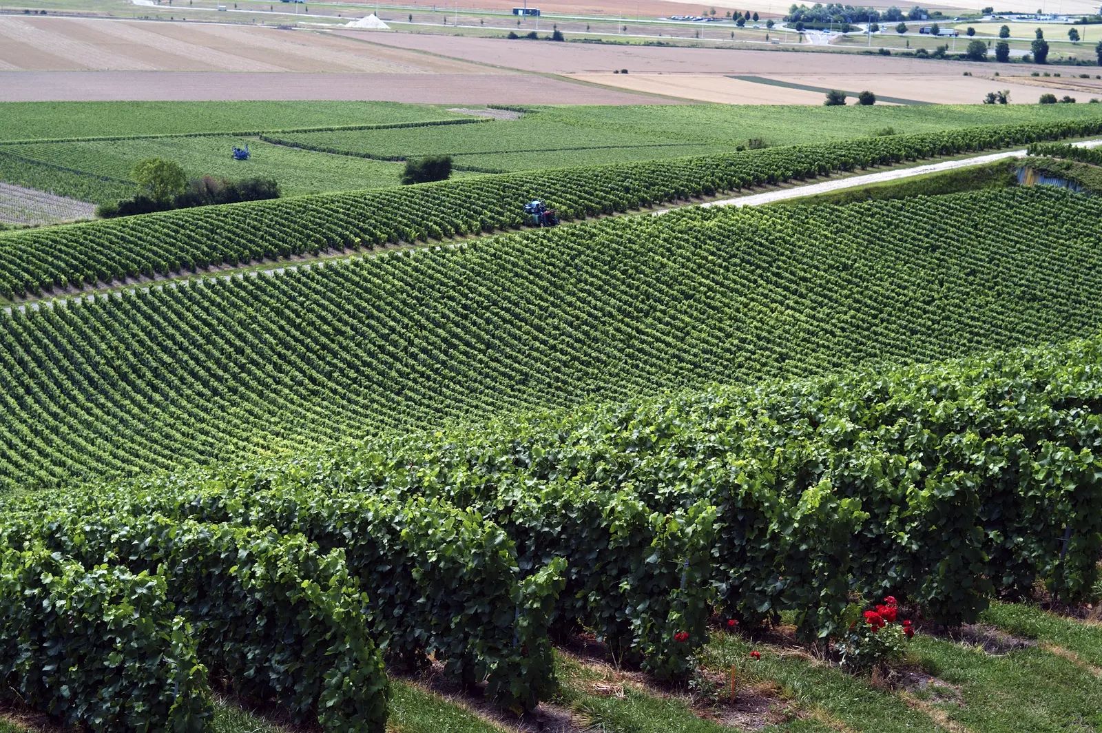 Green vineyard rows sweeping across Champagne slopes with tractors working in the distance and red roses in the foreground