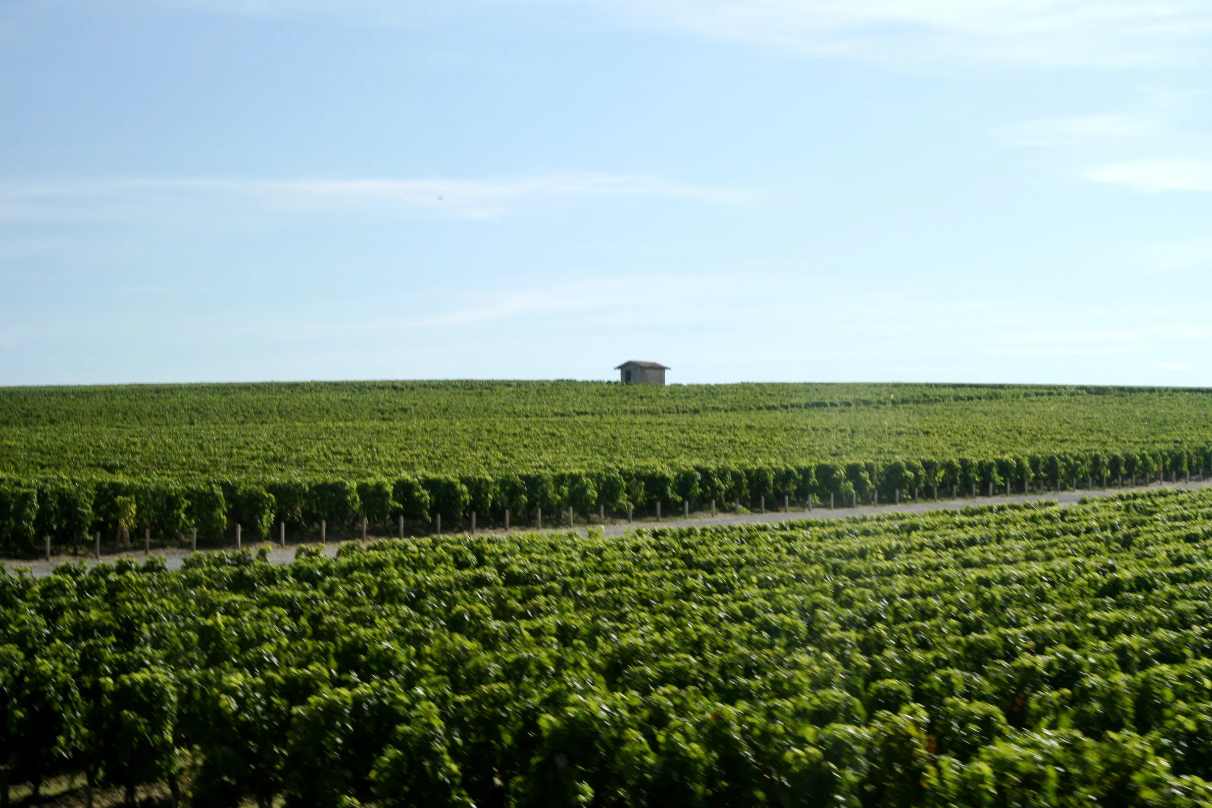 Green vineyard rows rolling to a low horizon with a small hut, at Château Cos d'Estournel in Saint-Estèphe