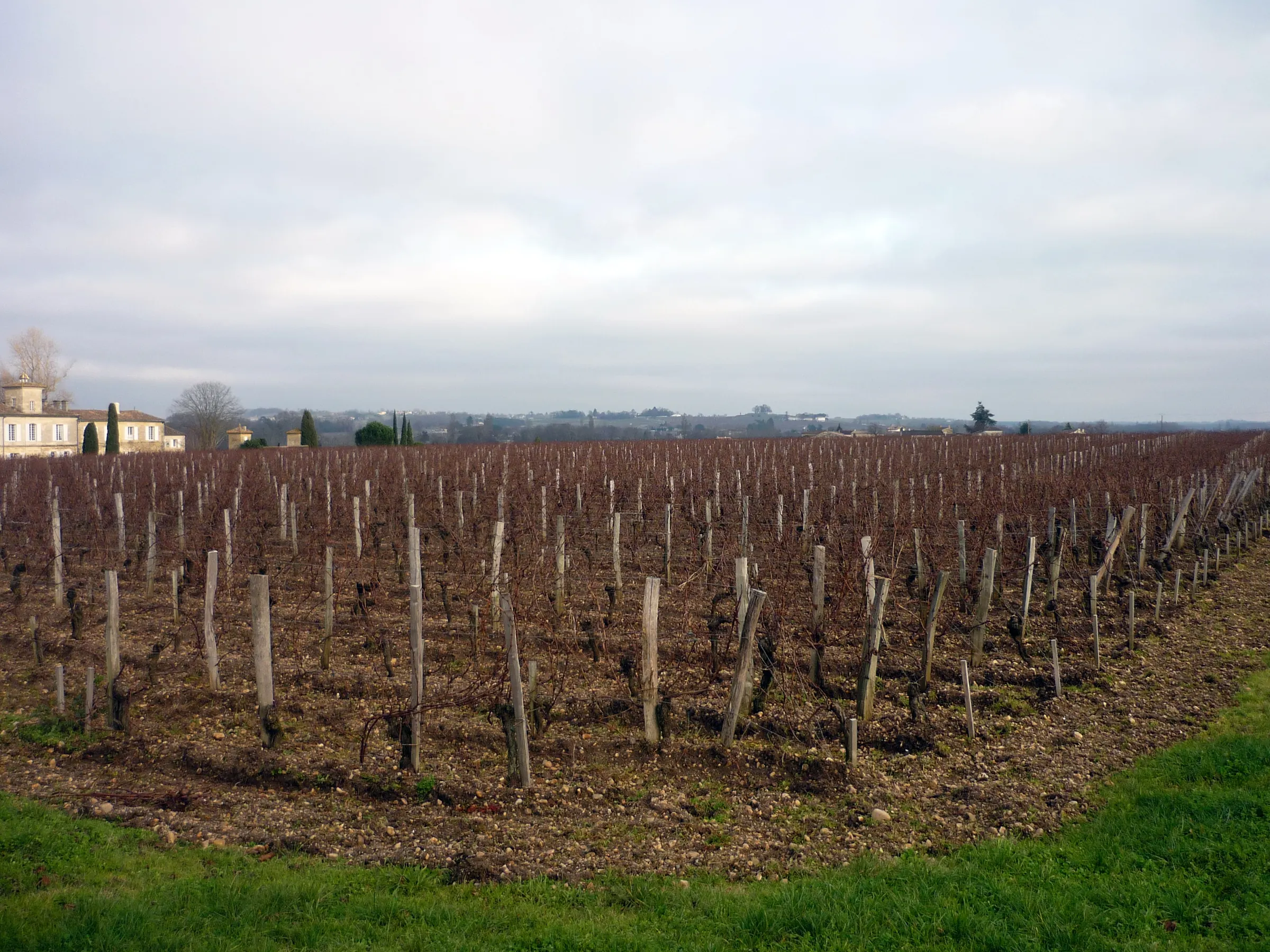 Bare winter vines on gravel soil at Château Gazin in Pomerol, with a château on the left