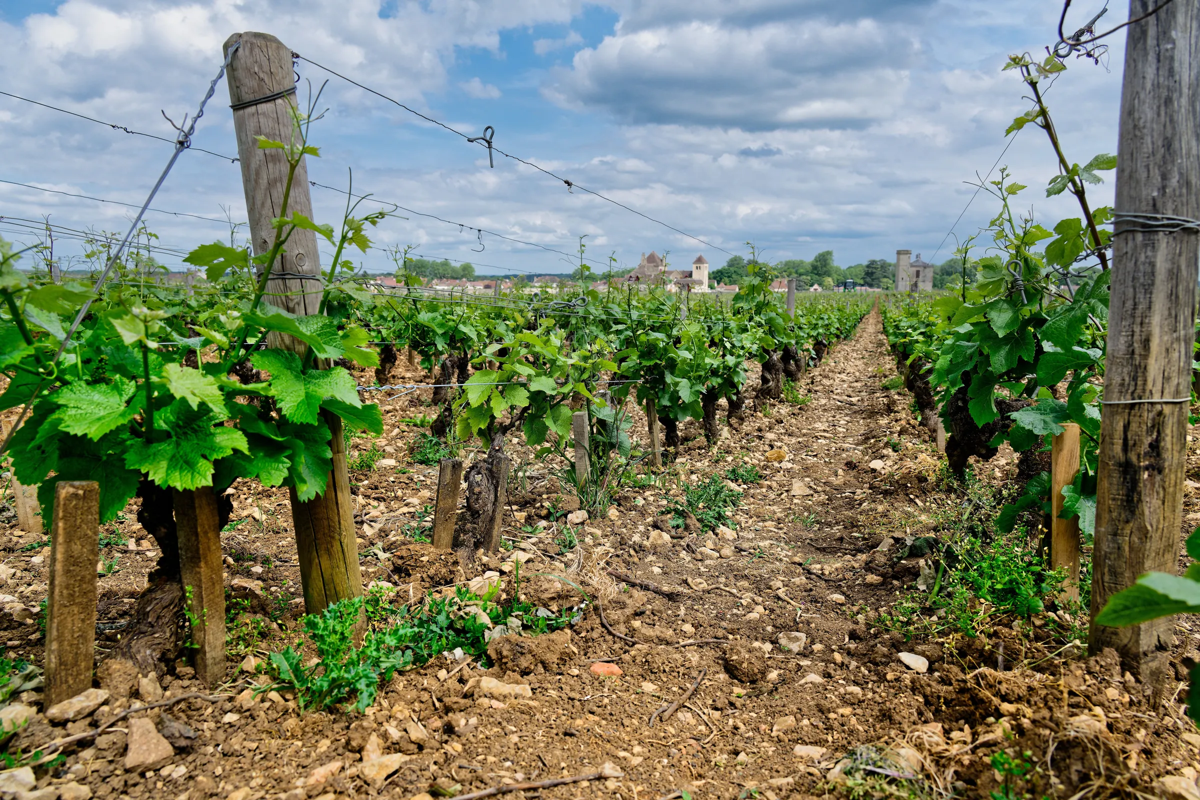 Stony vineyard row with wooden posts and young leaves leading toward Vougeot buildings under a cloudy sky