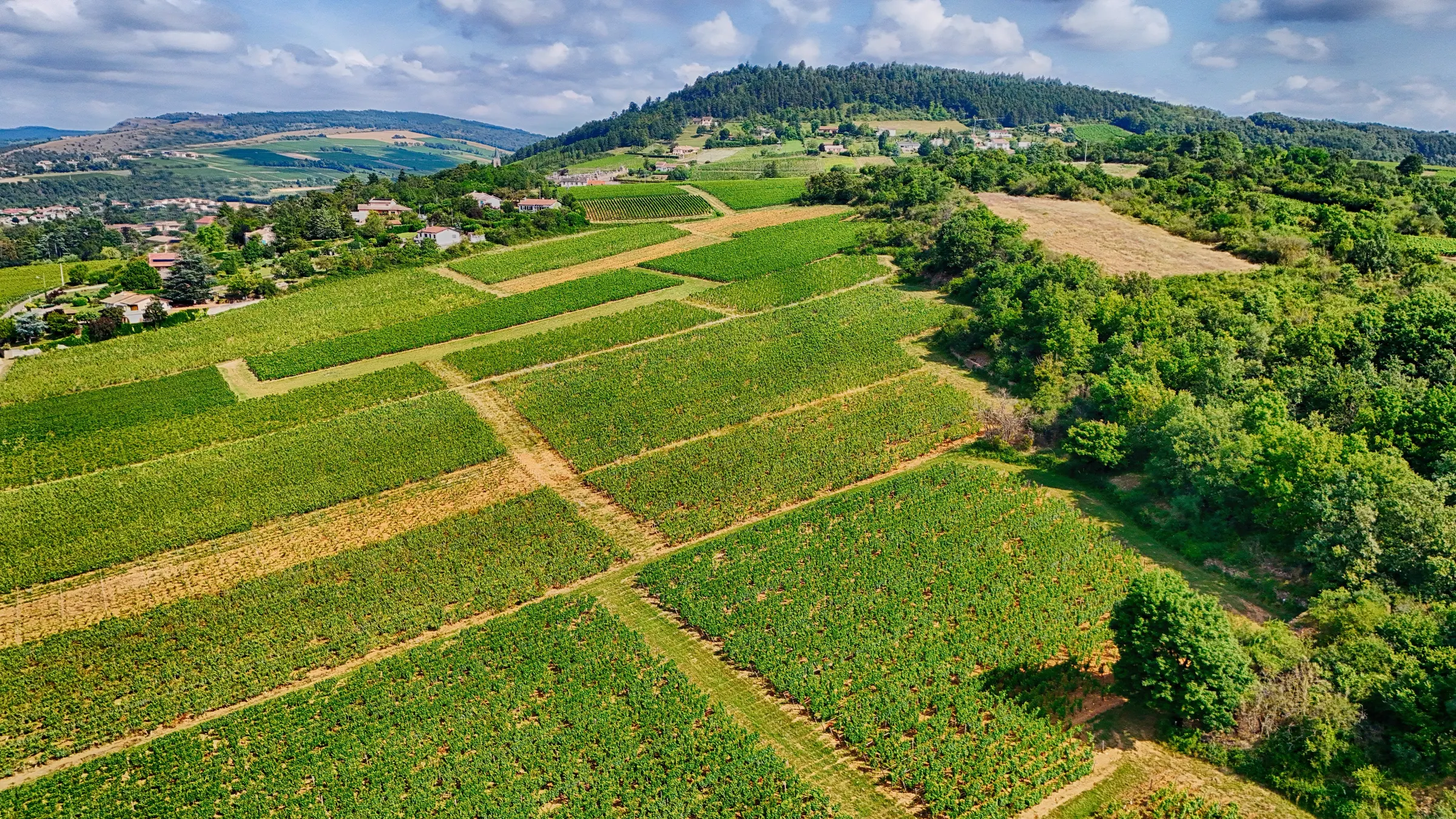Aerial view of green vineyard plots and a small village below a wooded hill in La Roche-Vineuse, Burgundy