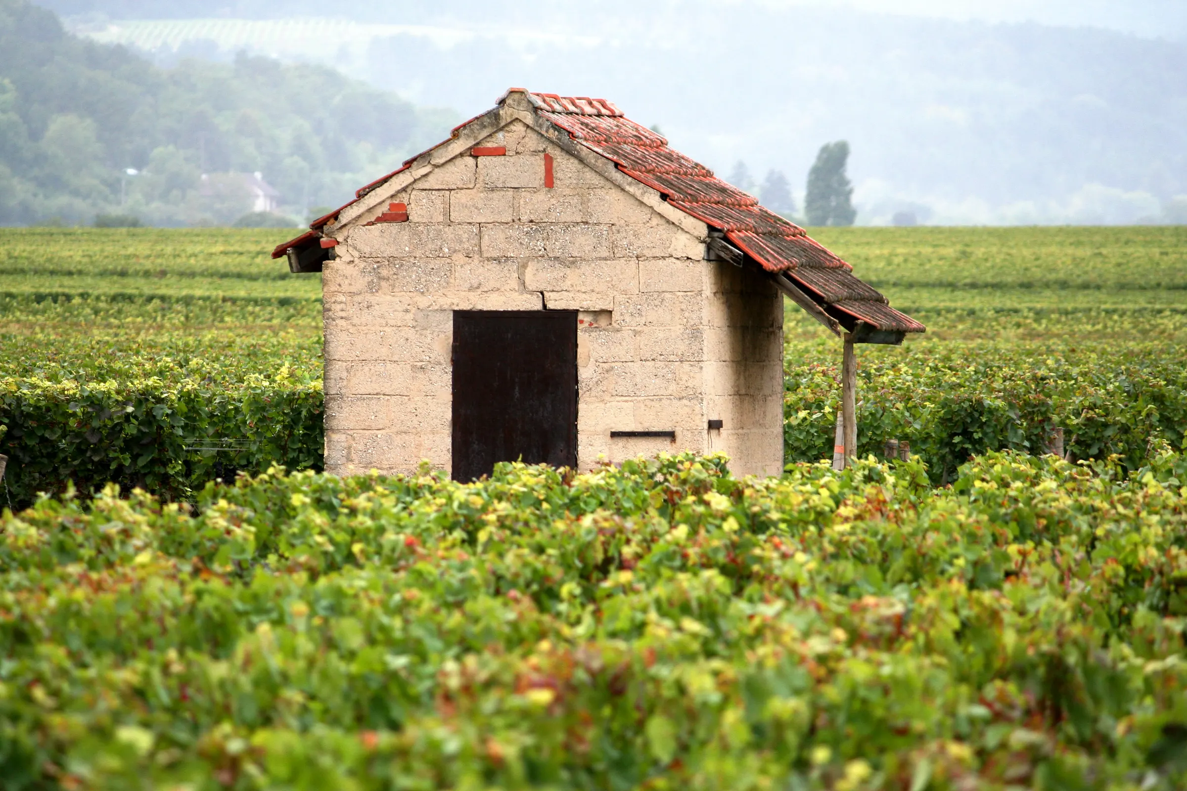 Stone hut with a tiled roof among green vines in the Côte de Beaune, Burgundy