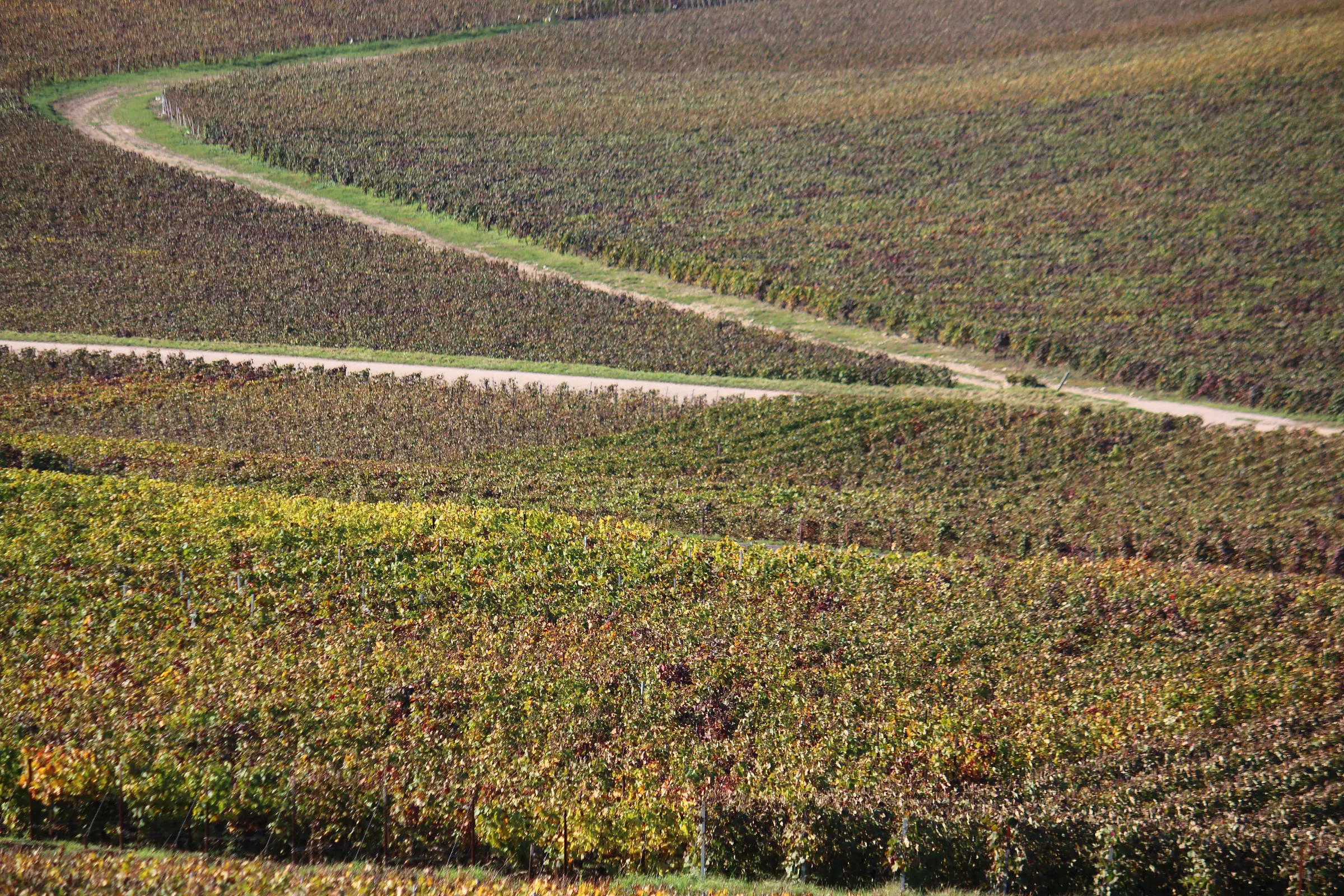 Autumn-coloured Champagne vineyard slopes with pale tracks winding between vine parcels