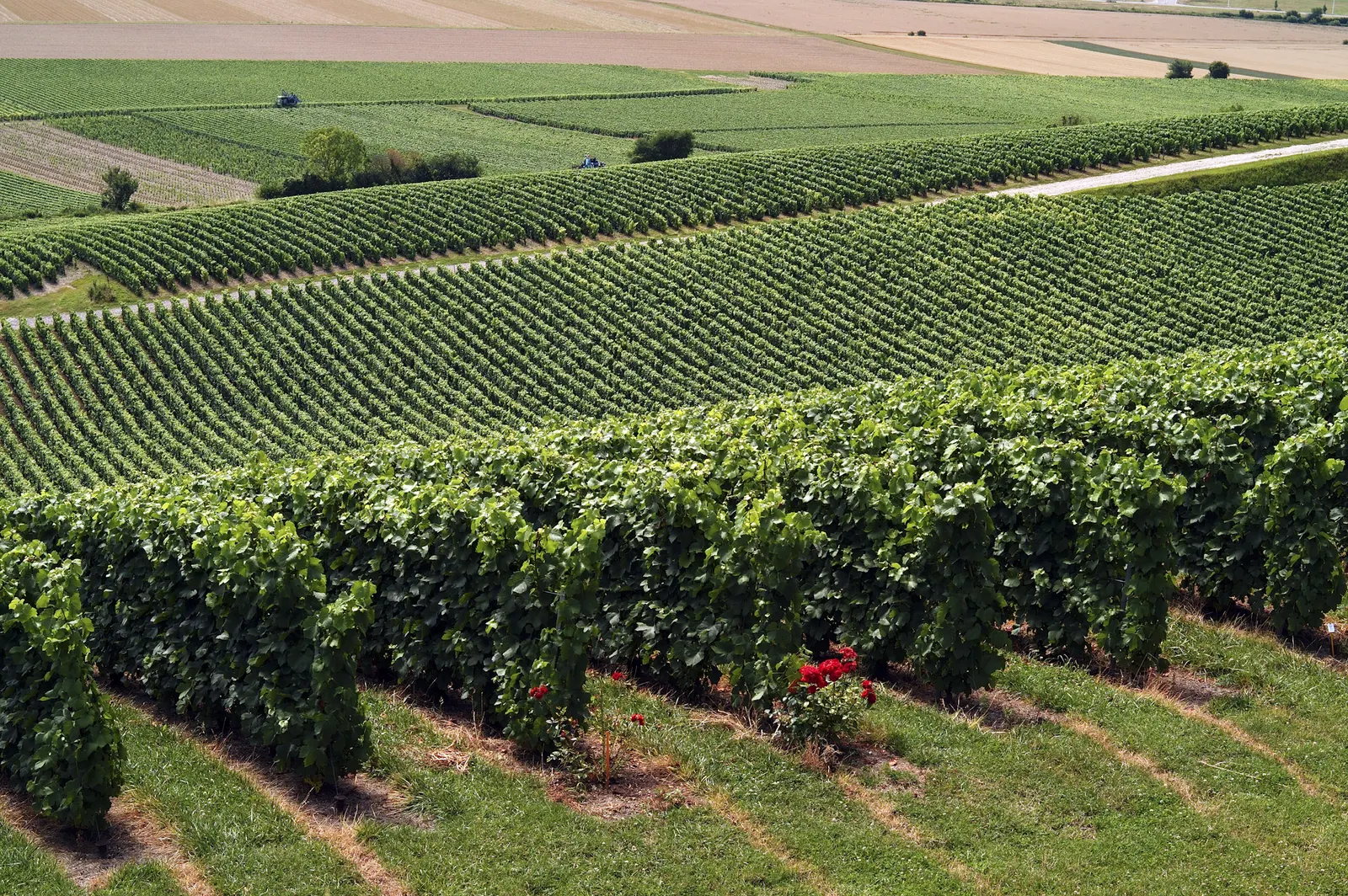 Green vine rows rolling across hillsides in summer, with red roses at the end of a row