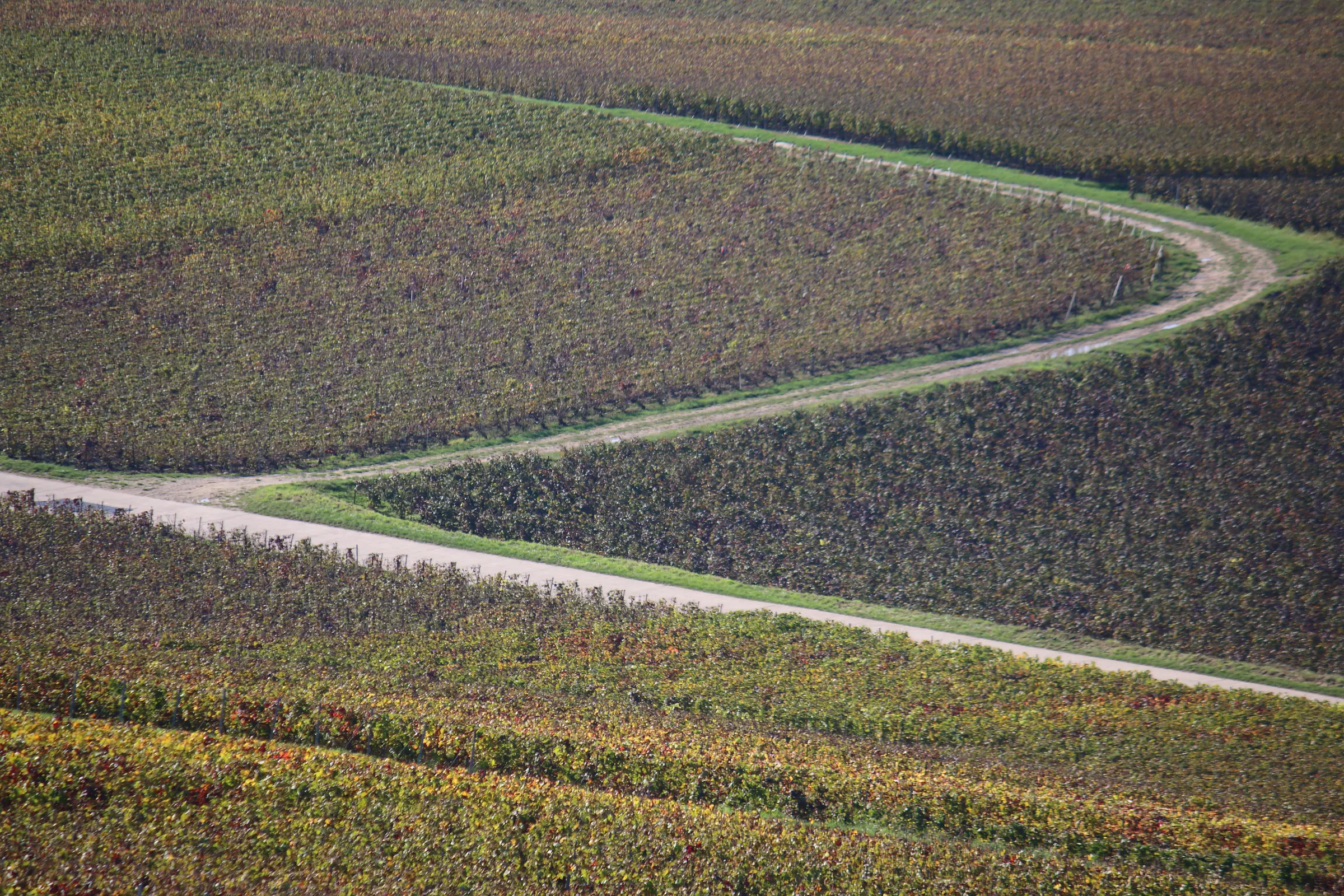 Aerial view of autumn vineyard plots in Champagne with a curving dirt track crossing the slopes