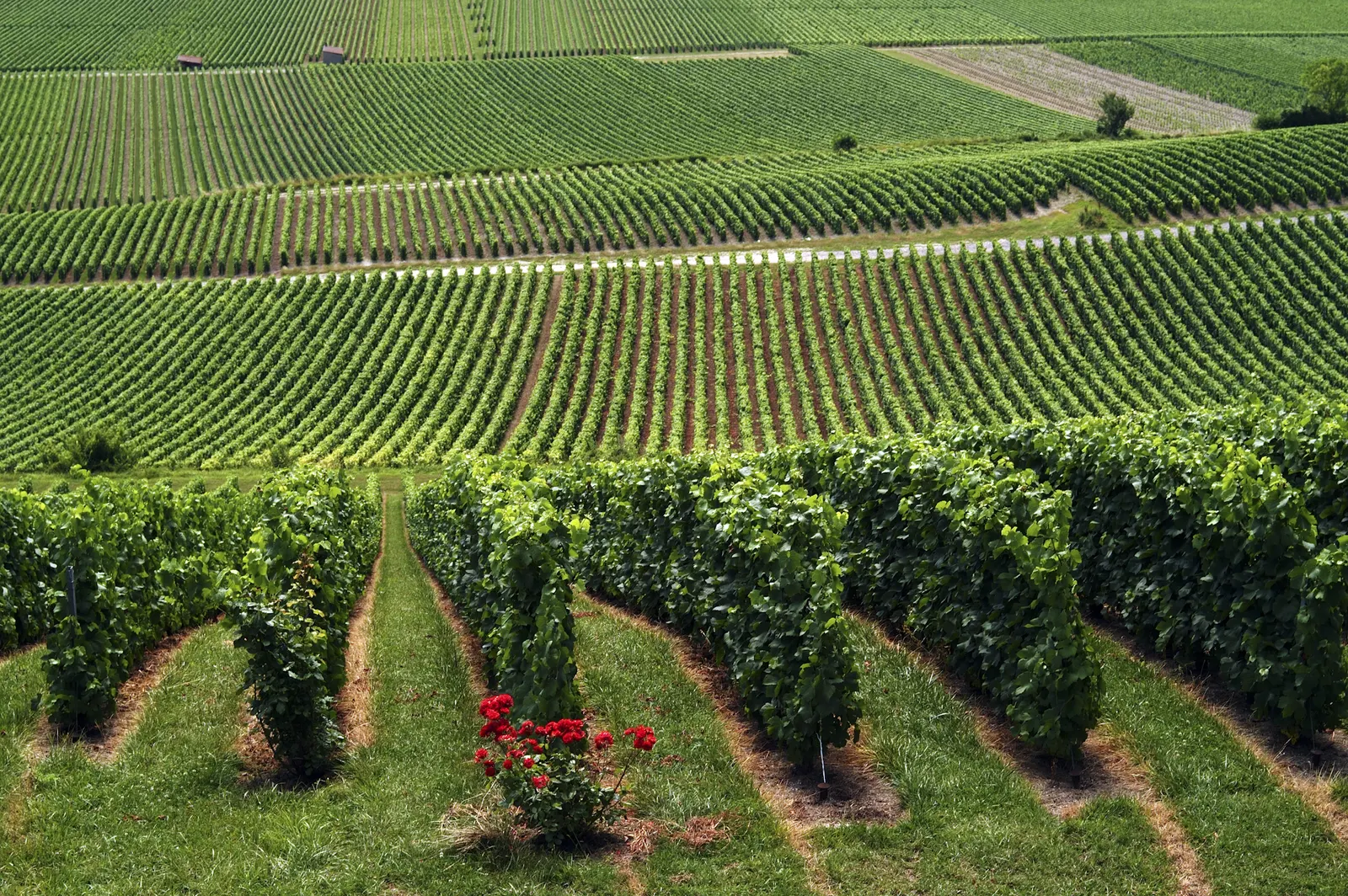 Green vine rows on rolling Champagne hillsides with red roses in the foreground