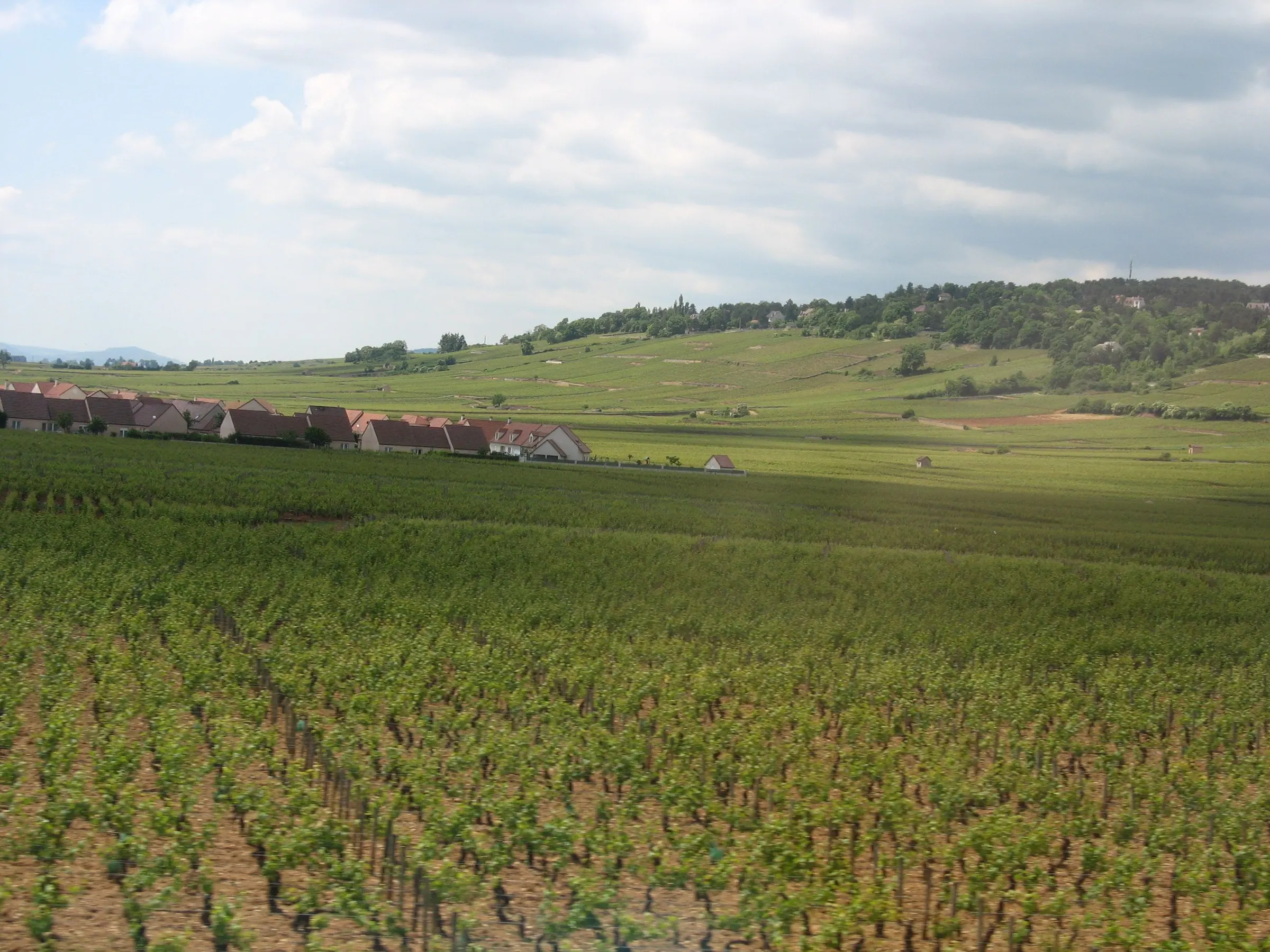 Green vineyard rows in the foreground with a village and rolling hills behind, near Beaune in the Côte d'Or