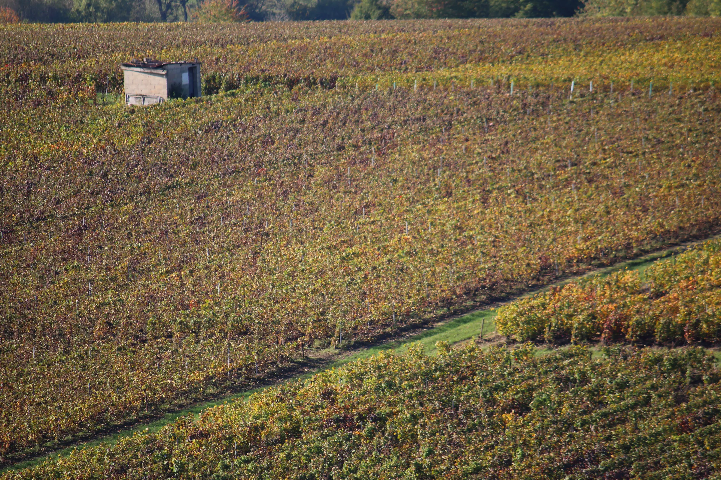 Autumn-colored vineyard slope in Champagne with a small stone hut and a grassy path between vine blocks