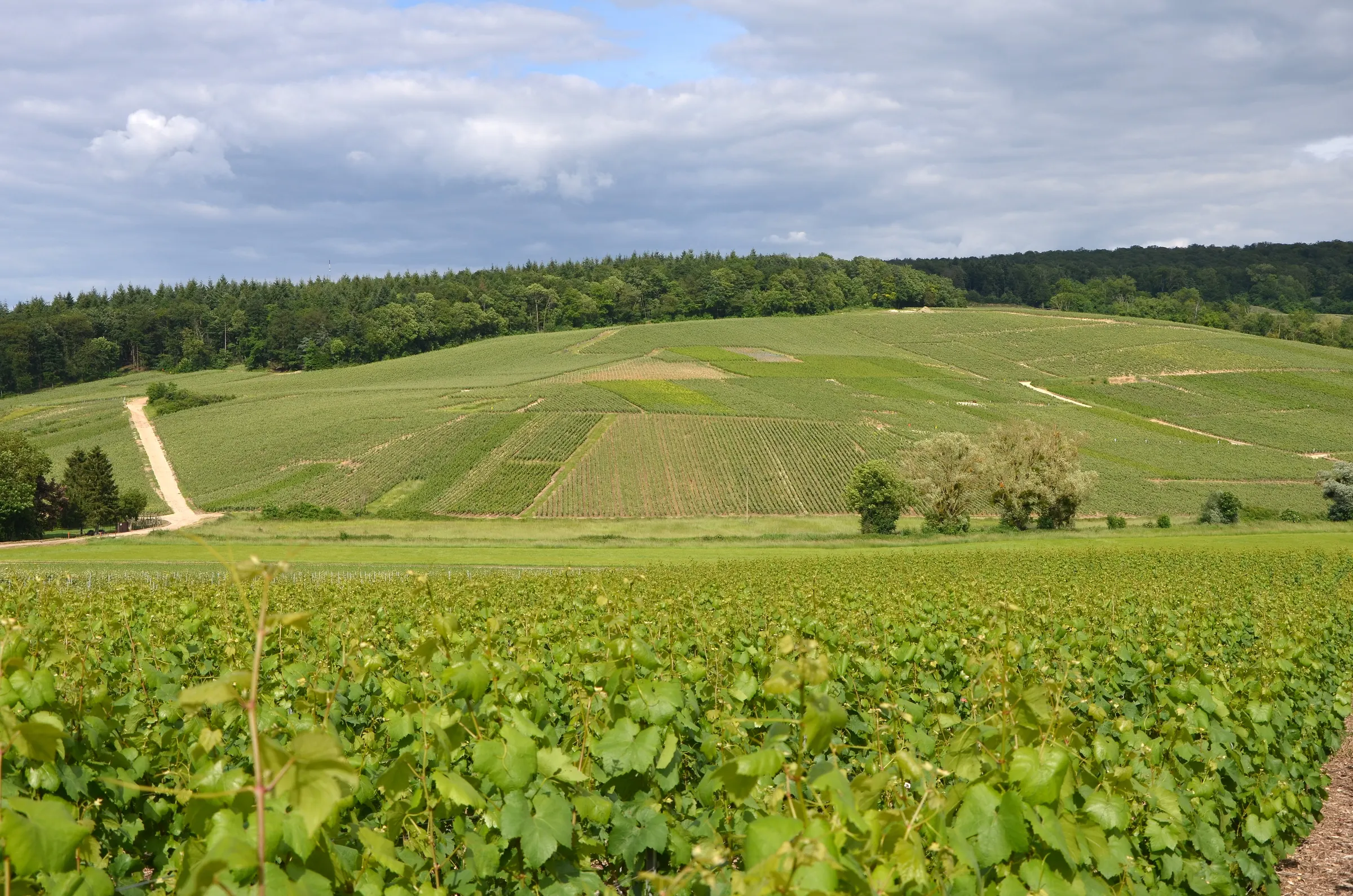 Green vineyard slopes and a wooded ridge above Damery in the Marne valley under a cloudy sky