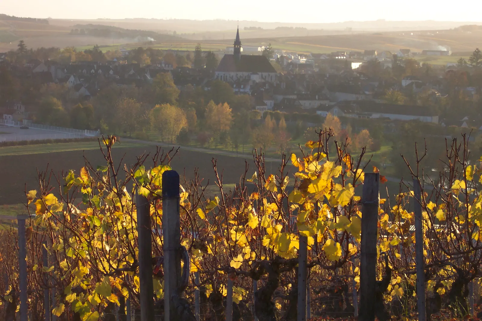 Golden autumn vine leaves in the foreground with a village and church spire below in soft evening light, Chablis vineyard