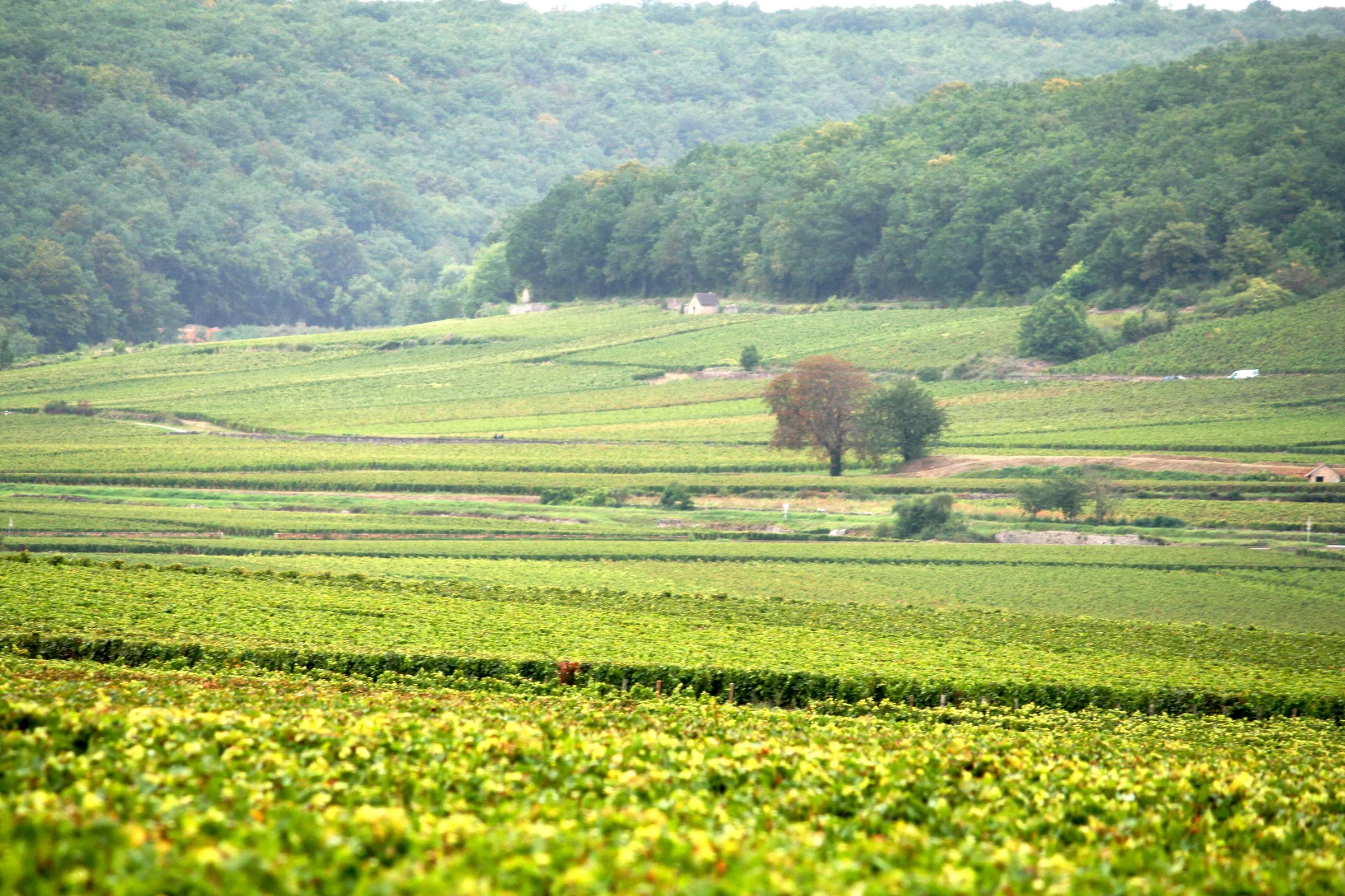 Green vineyard slopes of the Côte d'Or with a lone tree and wooded hills behind