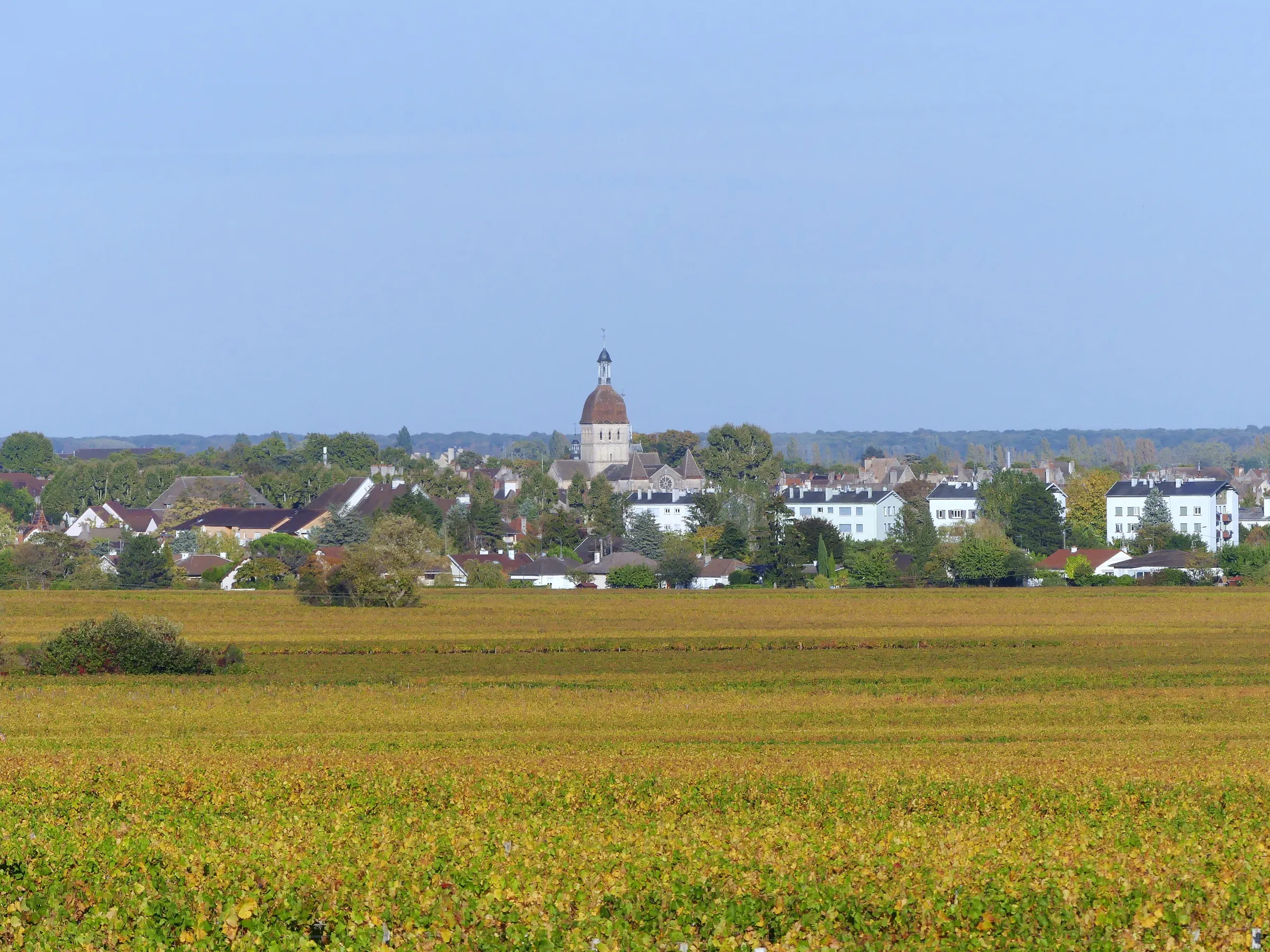 Beaune church tower and houses rising behind golden autumn vineyards in Côte-d'Or