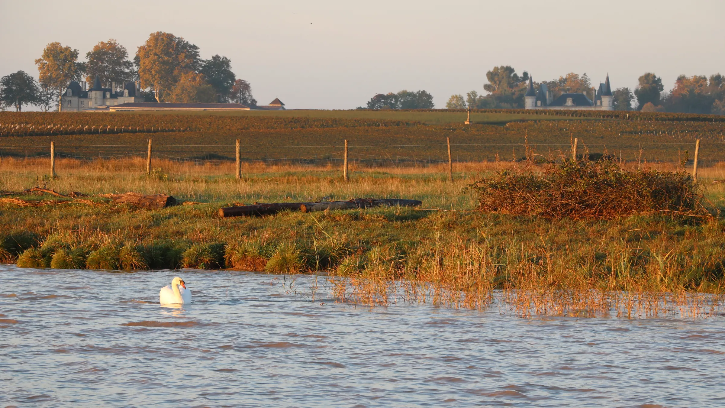 Two châteaux seen across Pauillac vineyards in warm morning light, with a swan on flooded water in the foreground