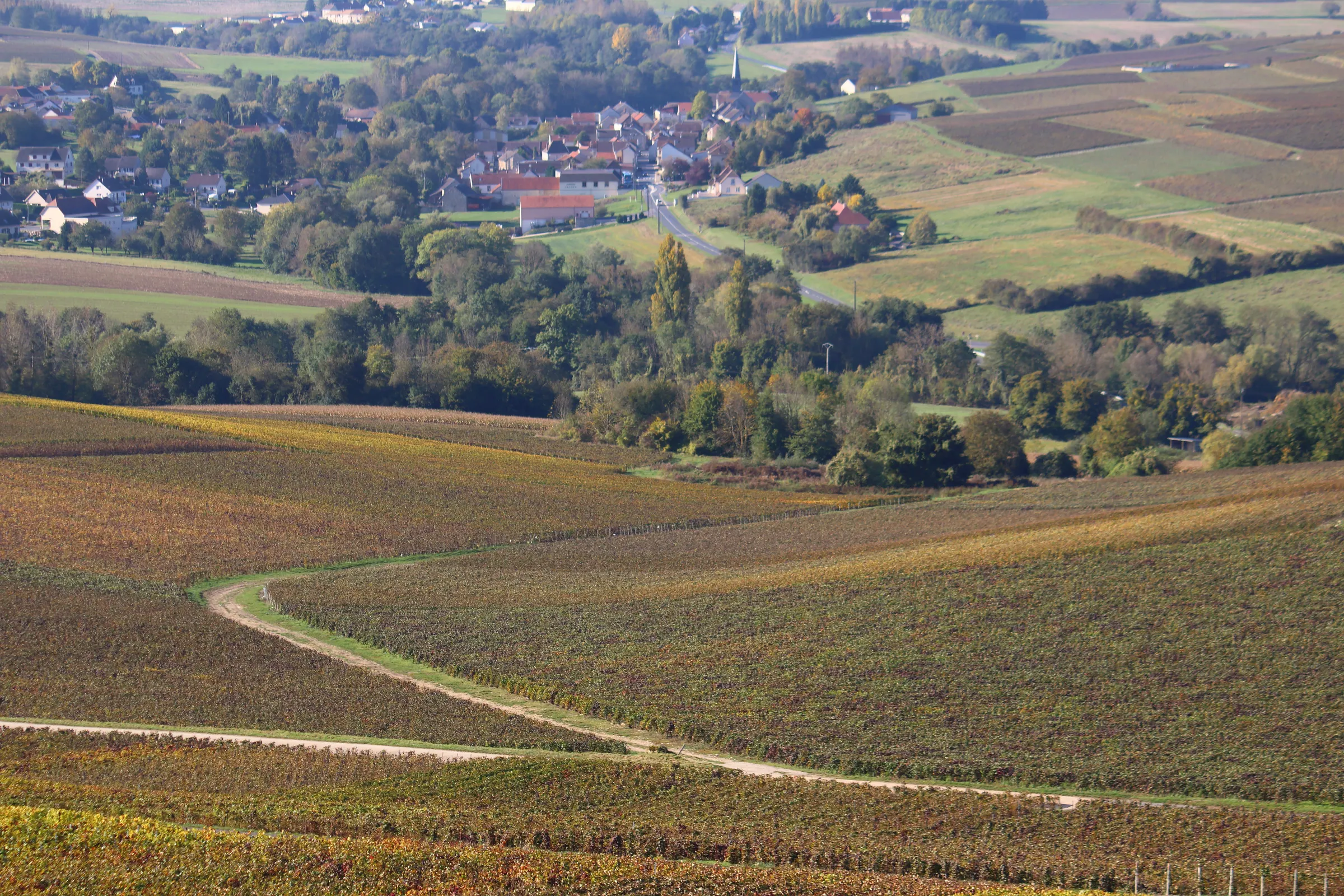 Autumn-coloured Champagne vineyards with a winding track leading toward a village among trees