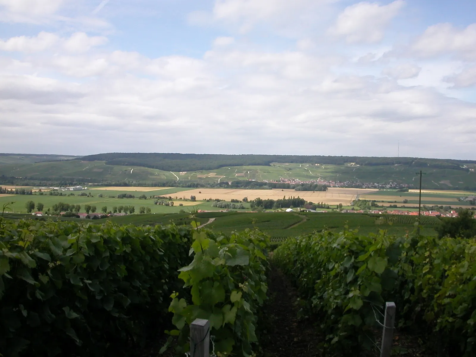 Vine rows in the foreground overlooking villages and fields toward the Montagne de Reims, seen from the heights above Épernay