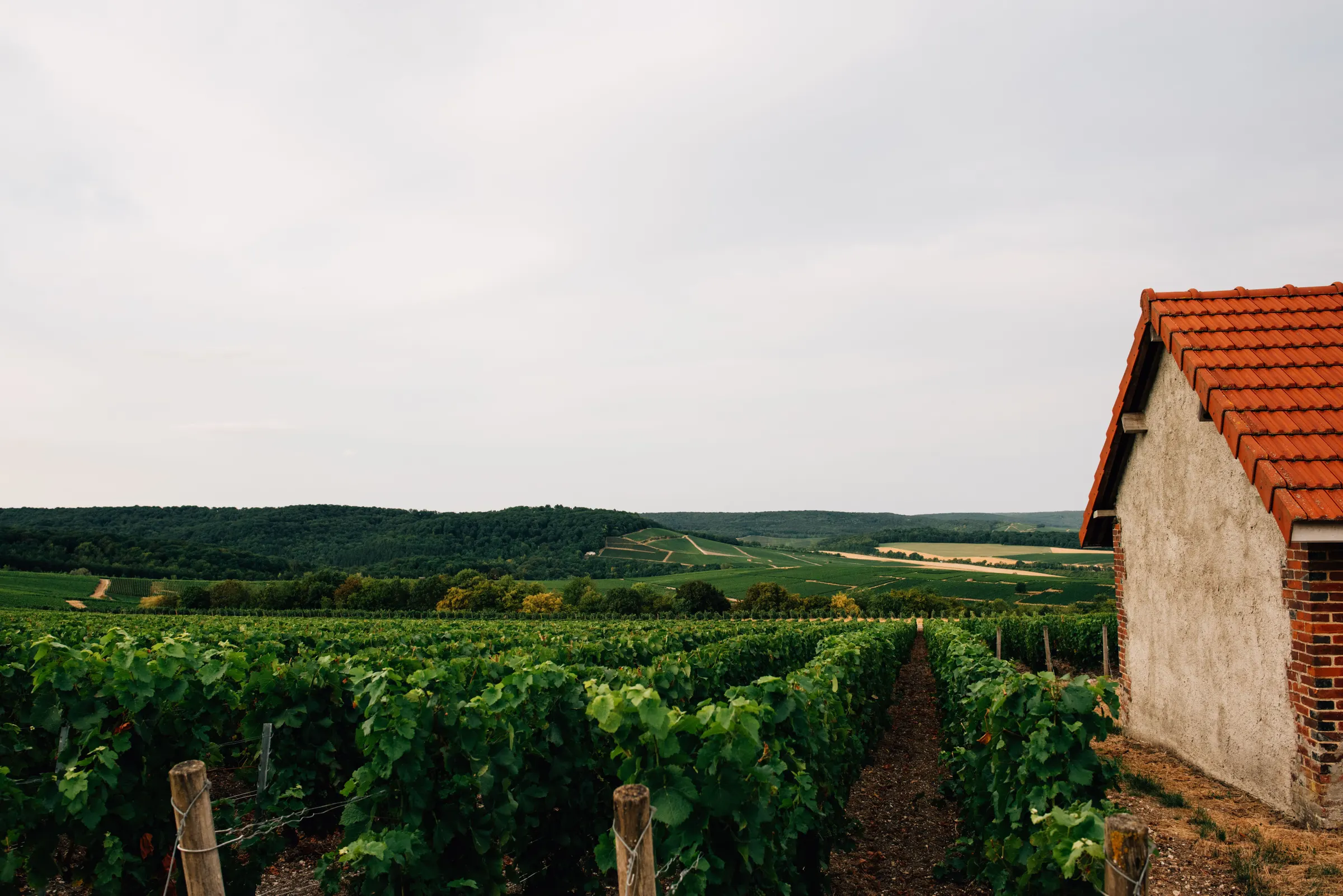 Green vine rows leading toward rolling countryside near Épernay, with an old brick and plaster outbuilding at right