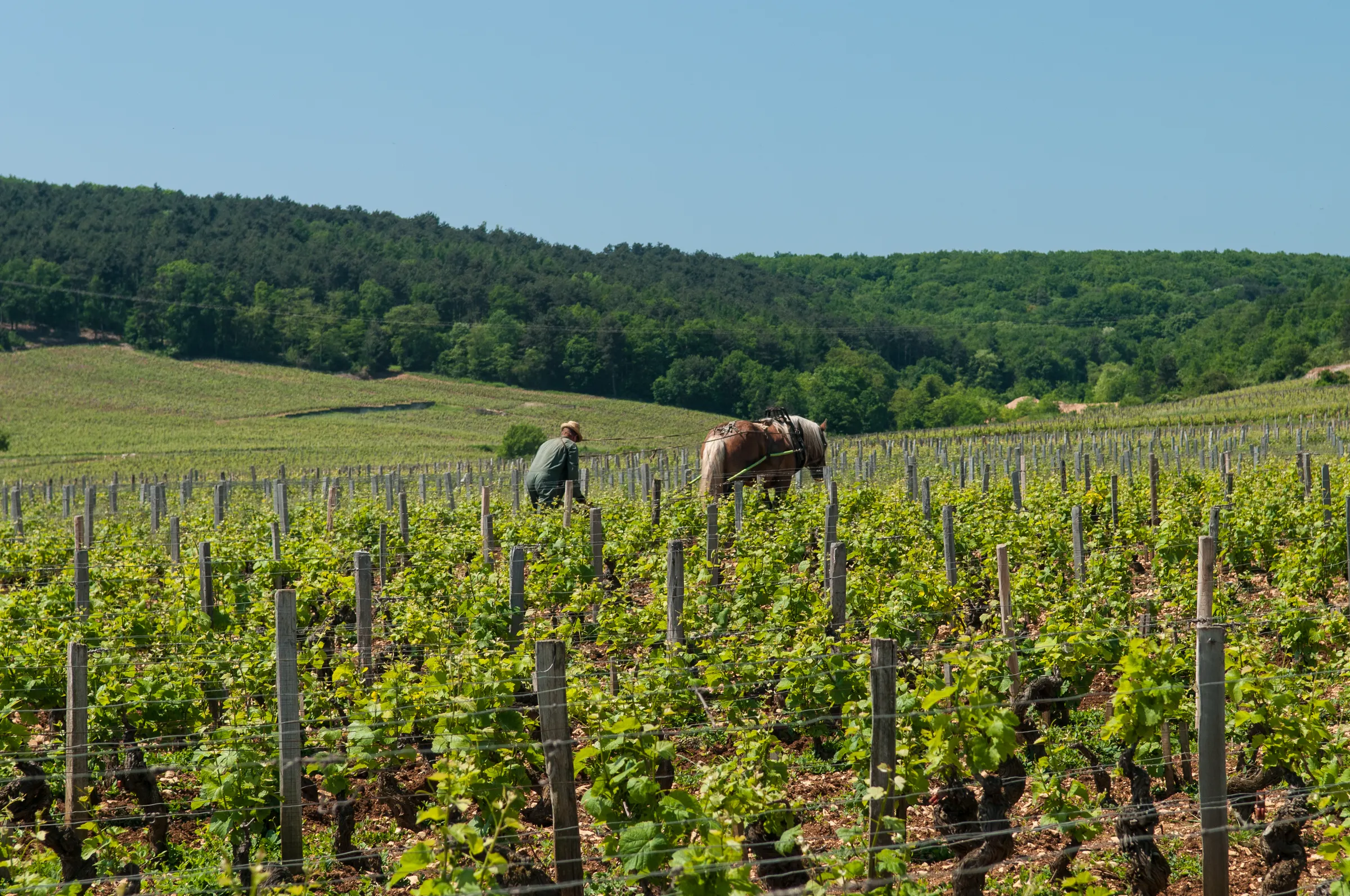 Vineyard worker and draft horse tilling between vine rows near Vosne-Romanée with forested hills behind
