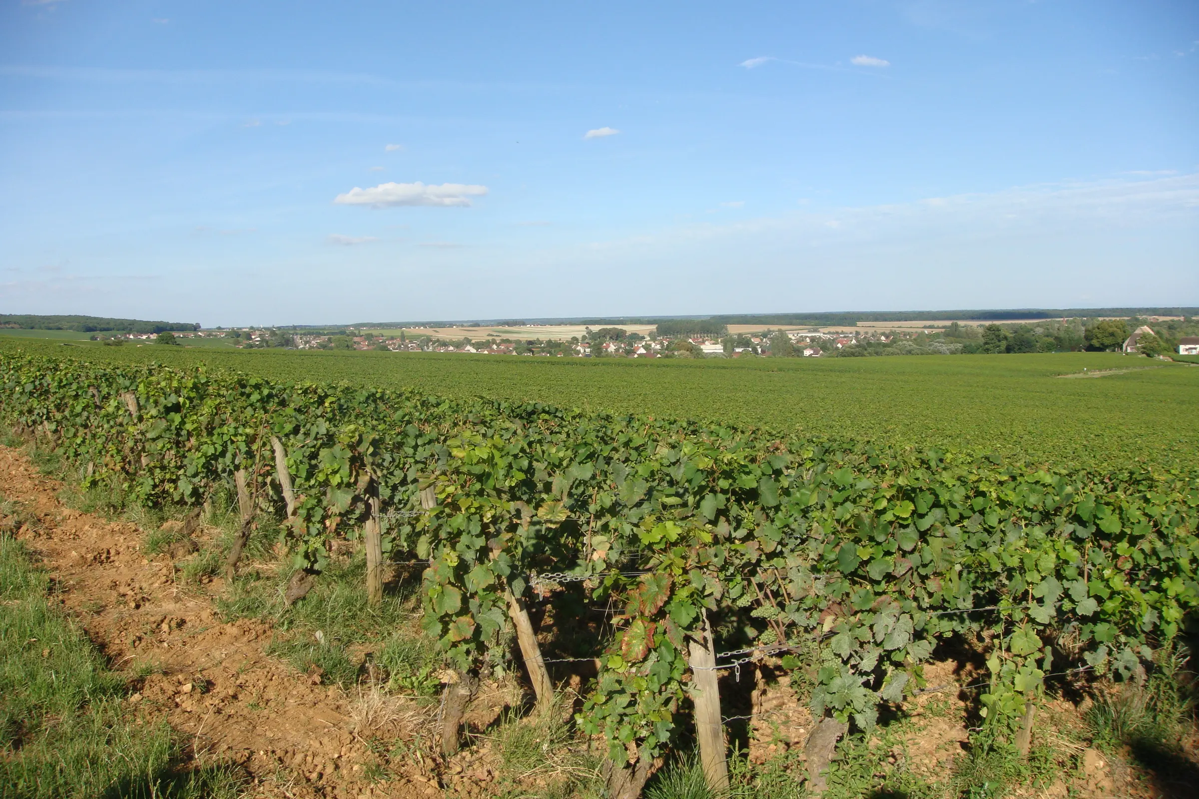 Rows of vines in a Burgundy vineyard stretching toward a distant village under a blue sky