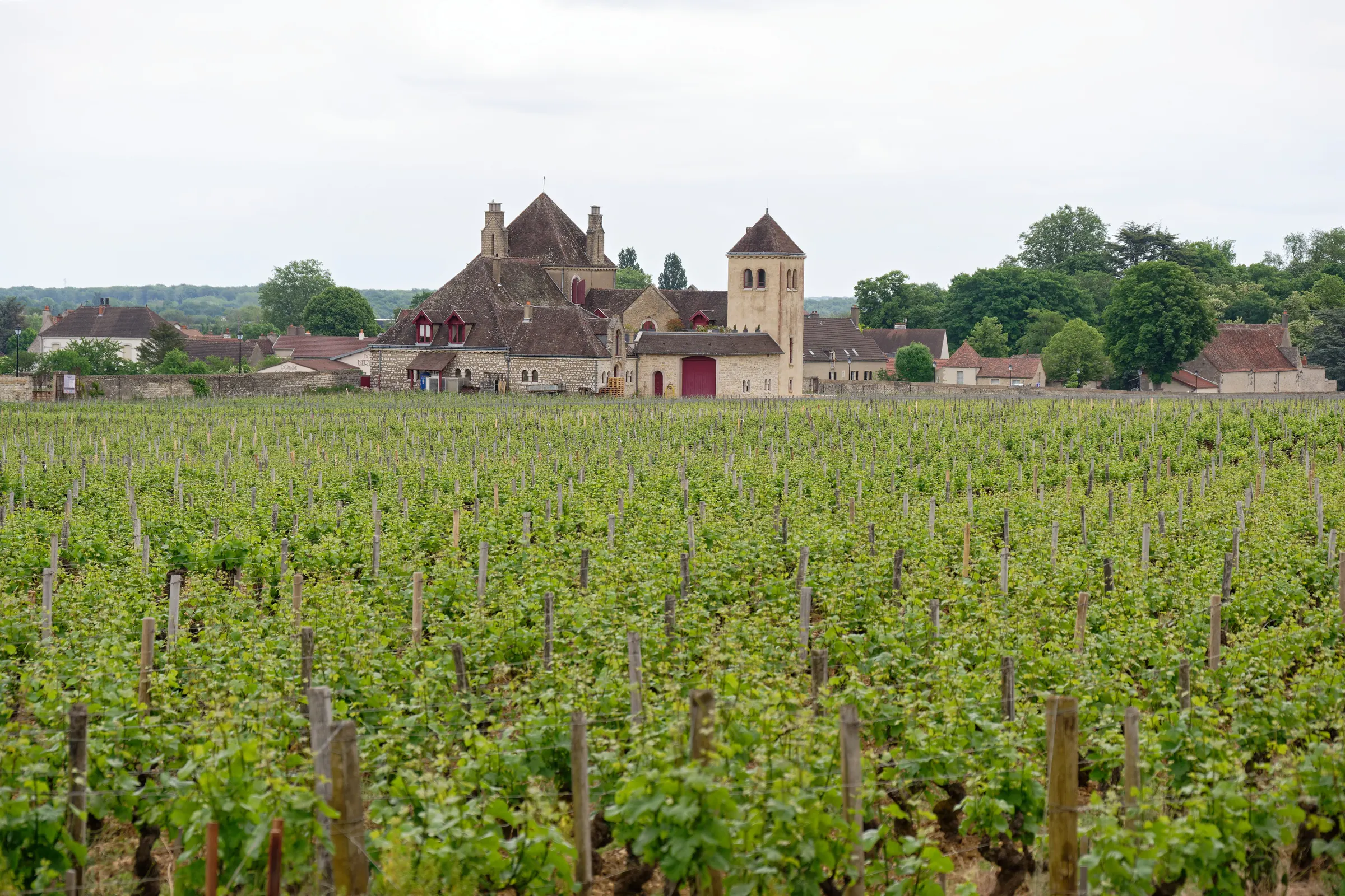 Clos de Vougeot château and stone buildings rising behind rows of green vines in Burgundy