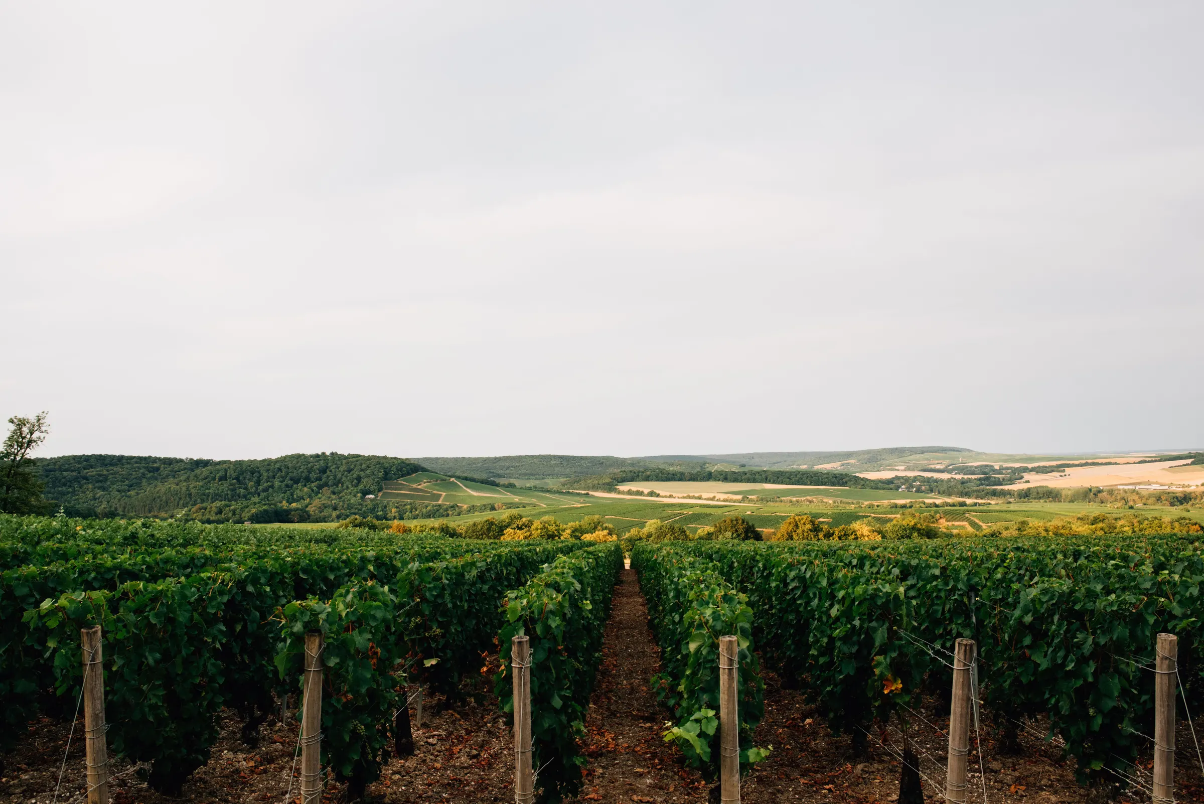 Green vine rows between wooden posts leading toward rolling hills and fields under a pale overcast sky