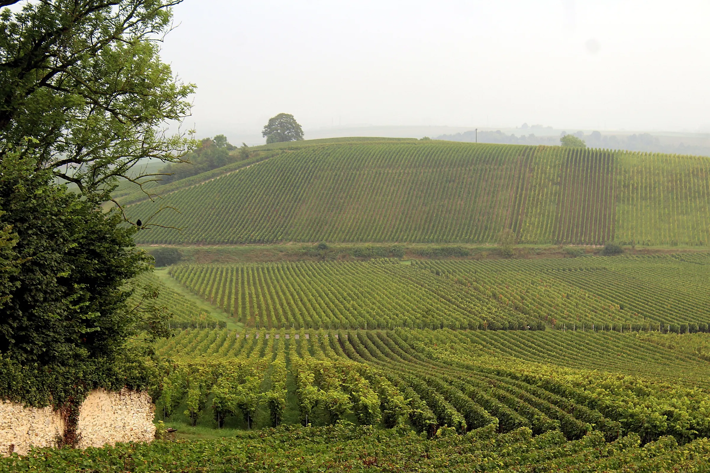 Rolling vineyard hillsides with neat vine rows at Villers-Allerand, framed by a tree and old stone wall