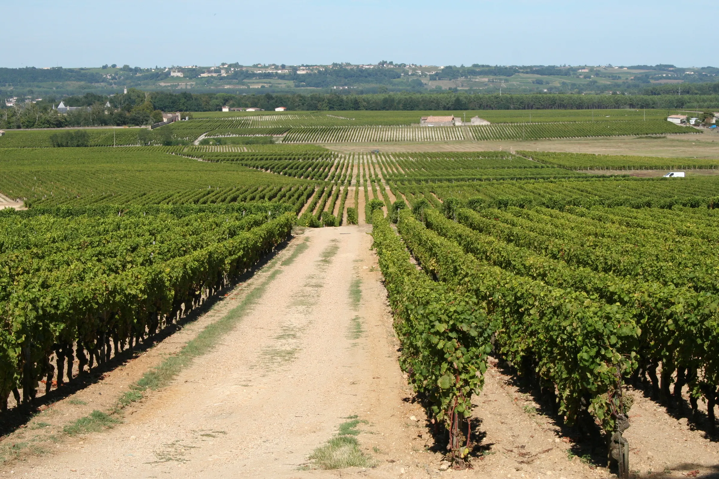 Dirt track running between vine rows across the Sauternes vineyards near Château d'Yquem