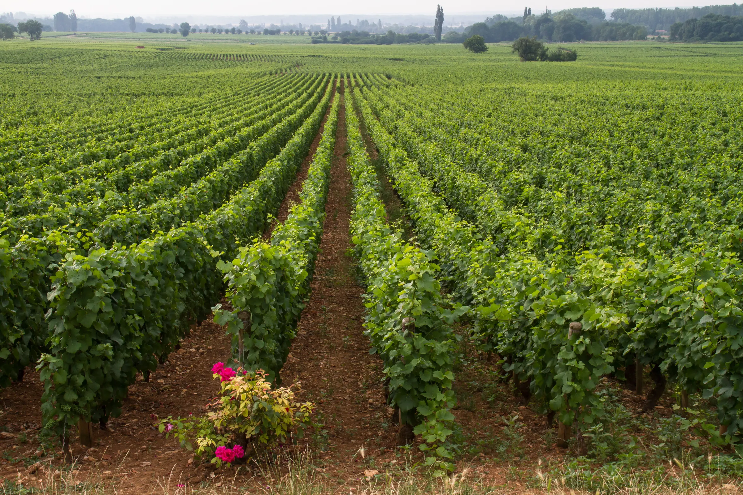 Rows of green vines converge toward a hazy horizon near Beaune, with pink flowers in the foreground