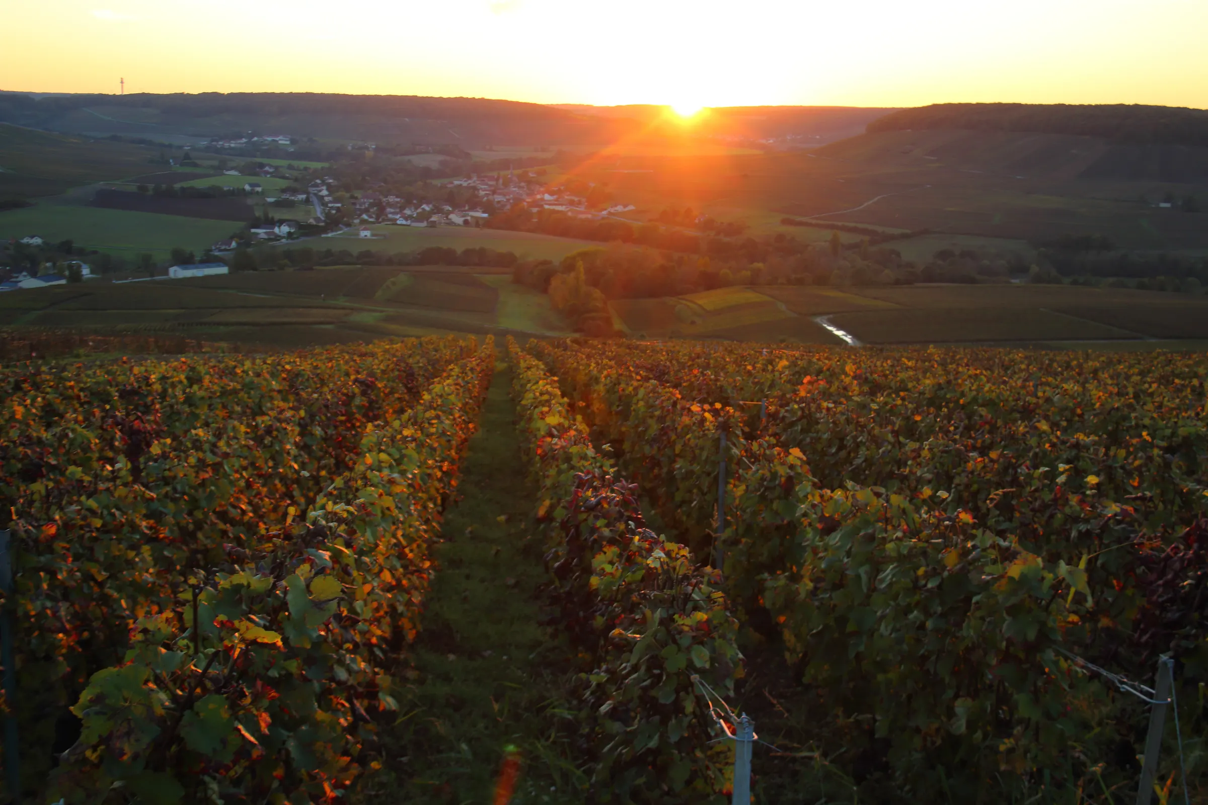 Sun setting over autumn-coloured vine rows above a village in the Champagne countryside
