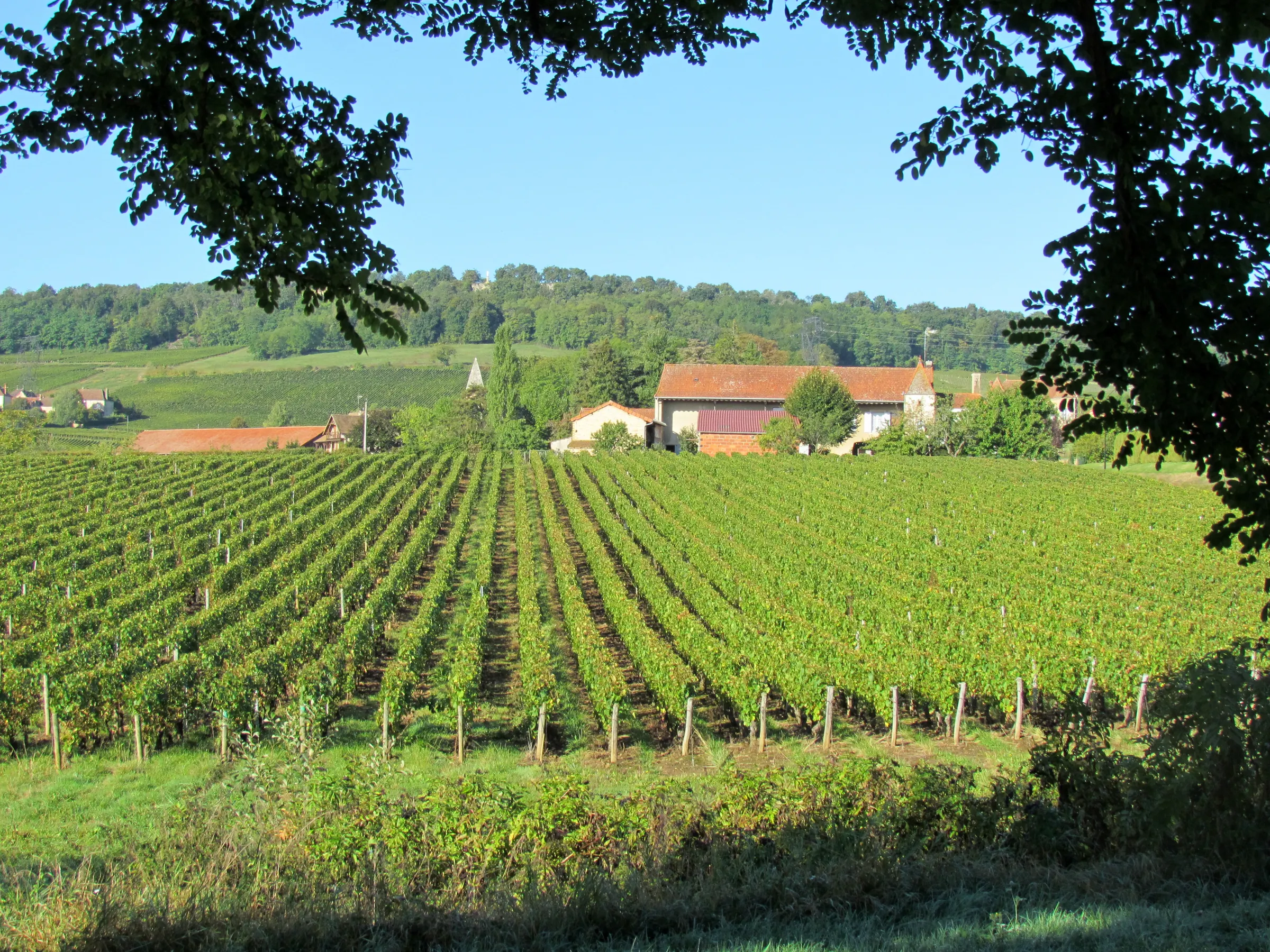 Rows of green vines leading to farm buildings and a church spire with wooded hills behind in the Côte Chalonnaise