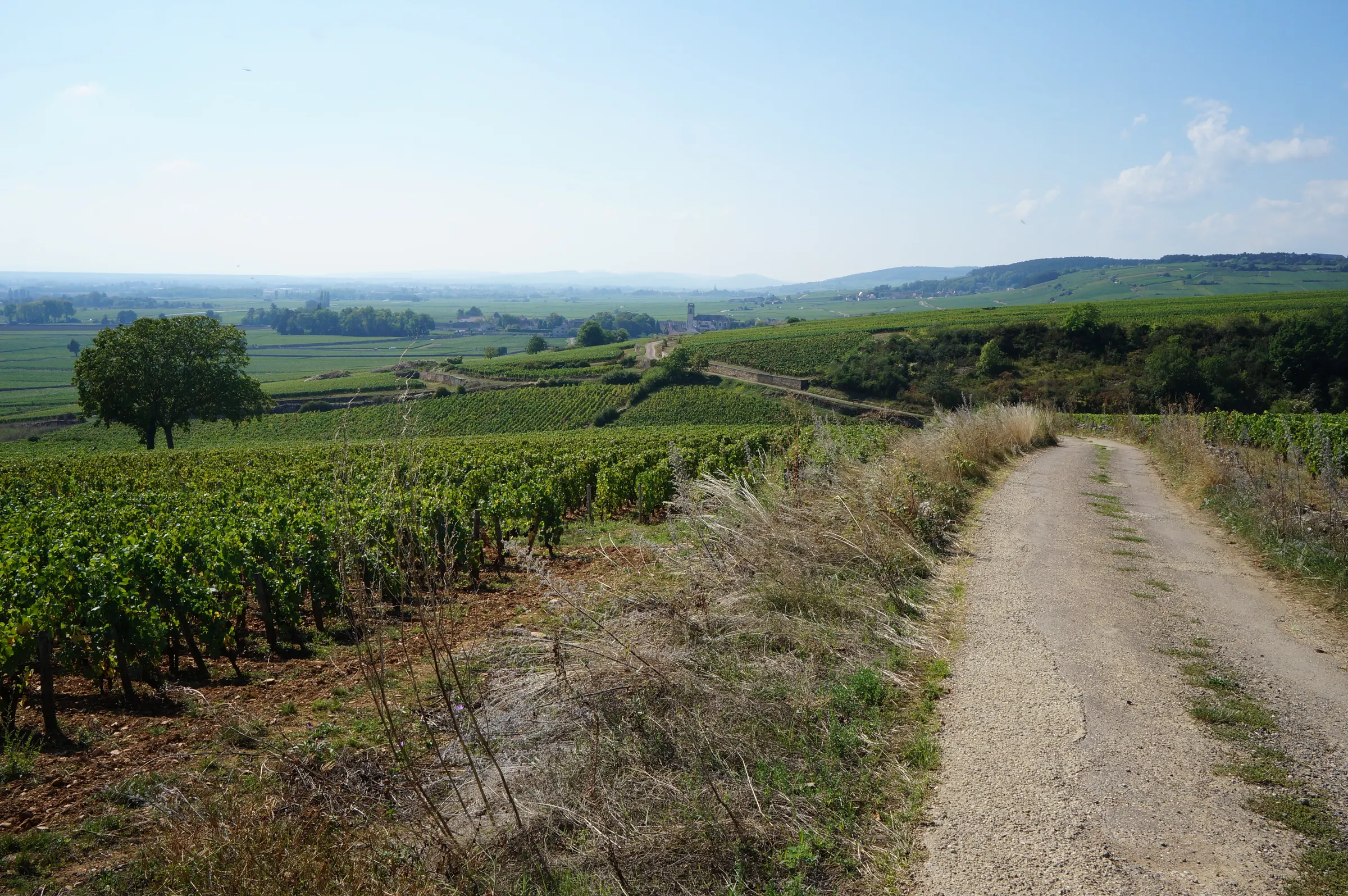 Gravel path beside vine rows leading across vineyard slopes toward Meursault in the hazy distance