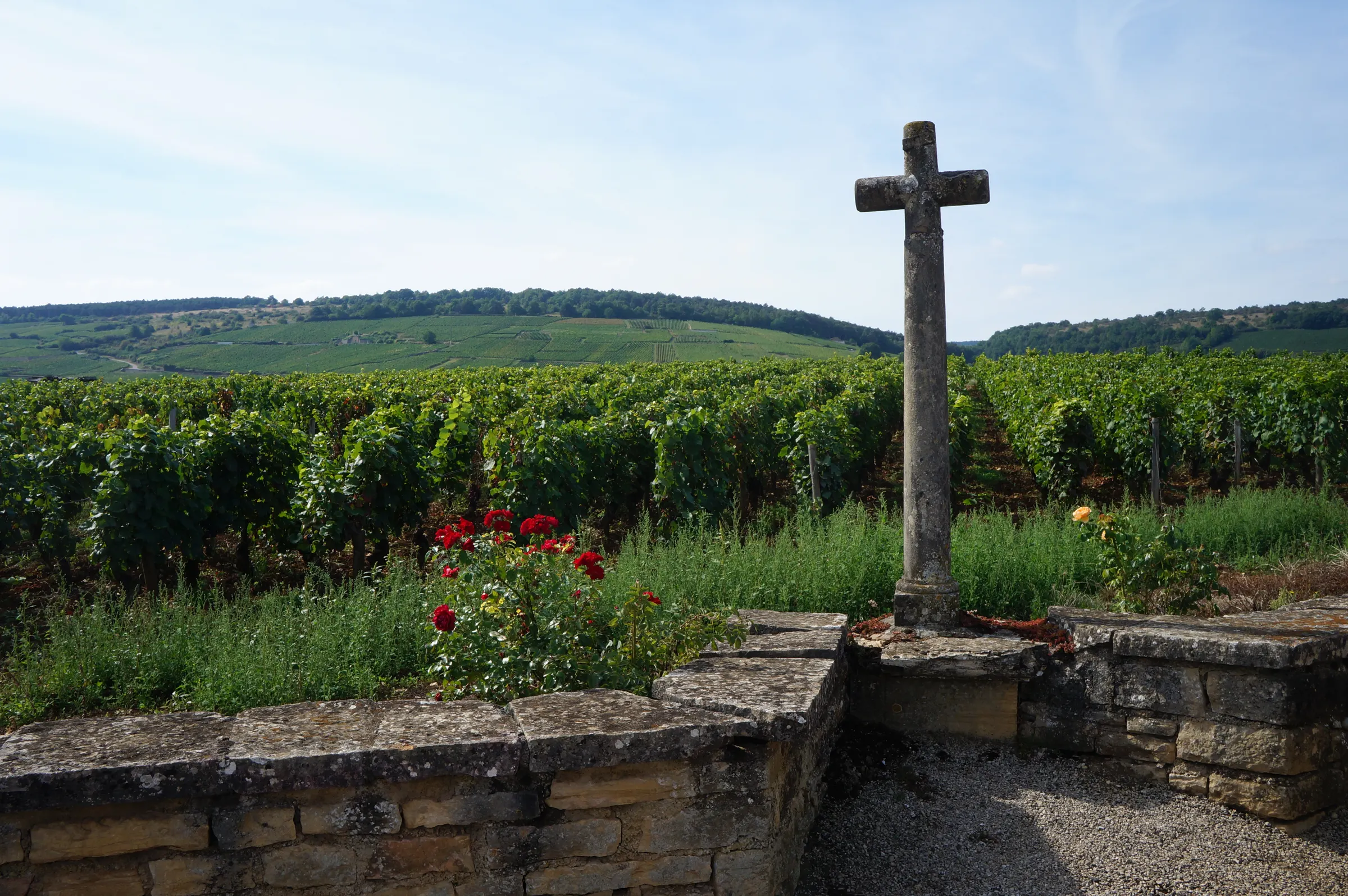 Stone cross beside a low wall and red roses overlooking green vineyard rows and wooded hills near Vosne-Romanée