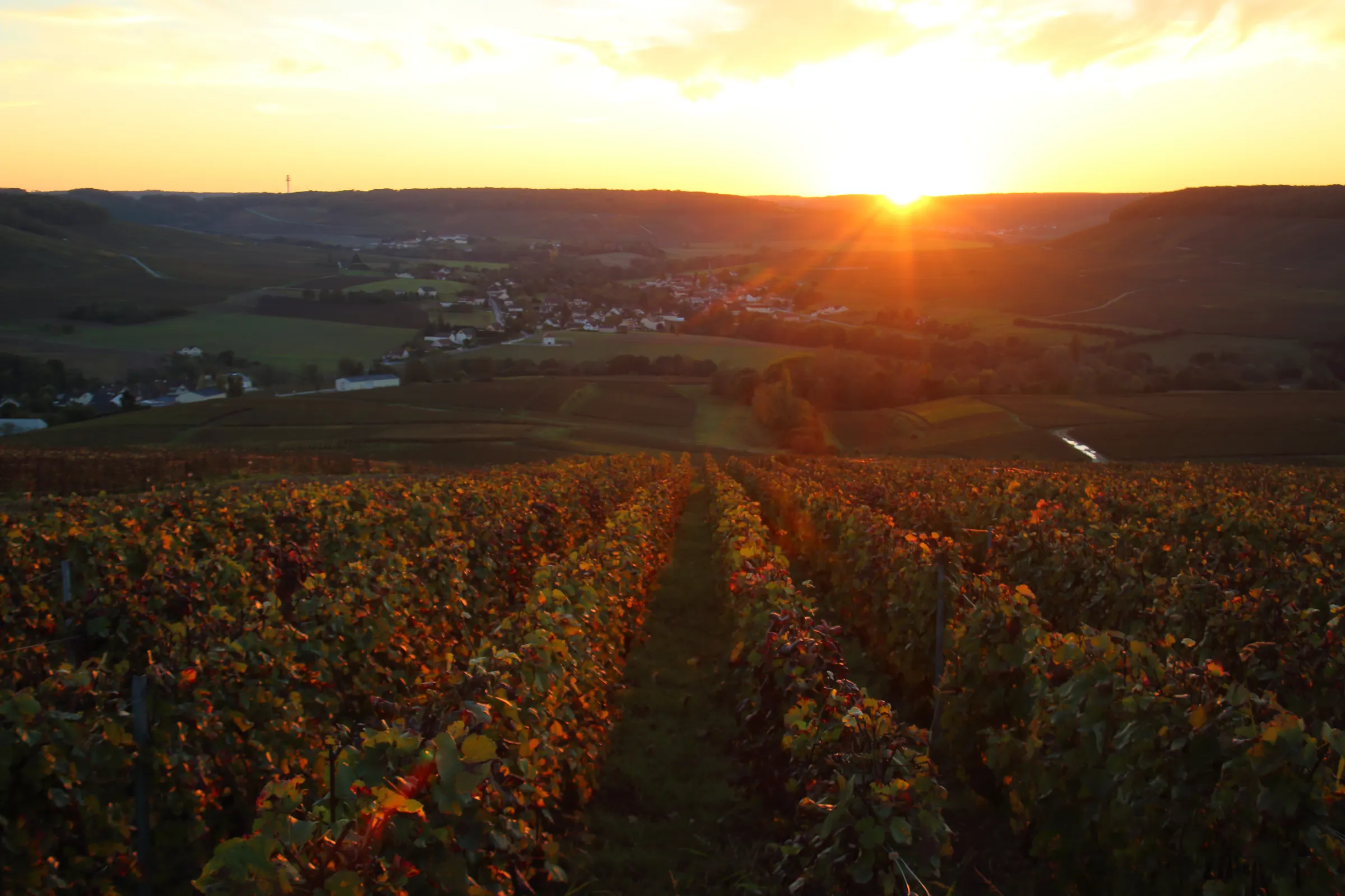 Sunset over autumn vine rows with a small village in the valley below and hills on the horizon.