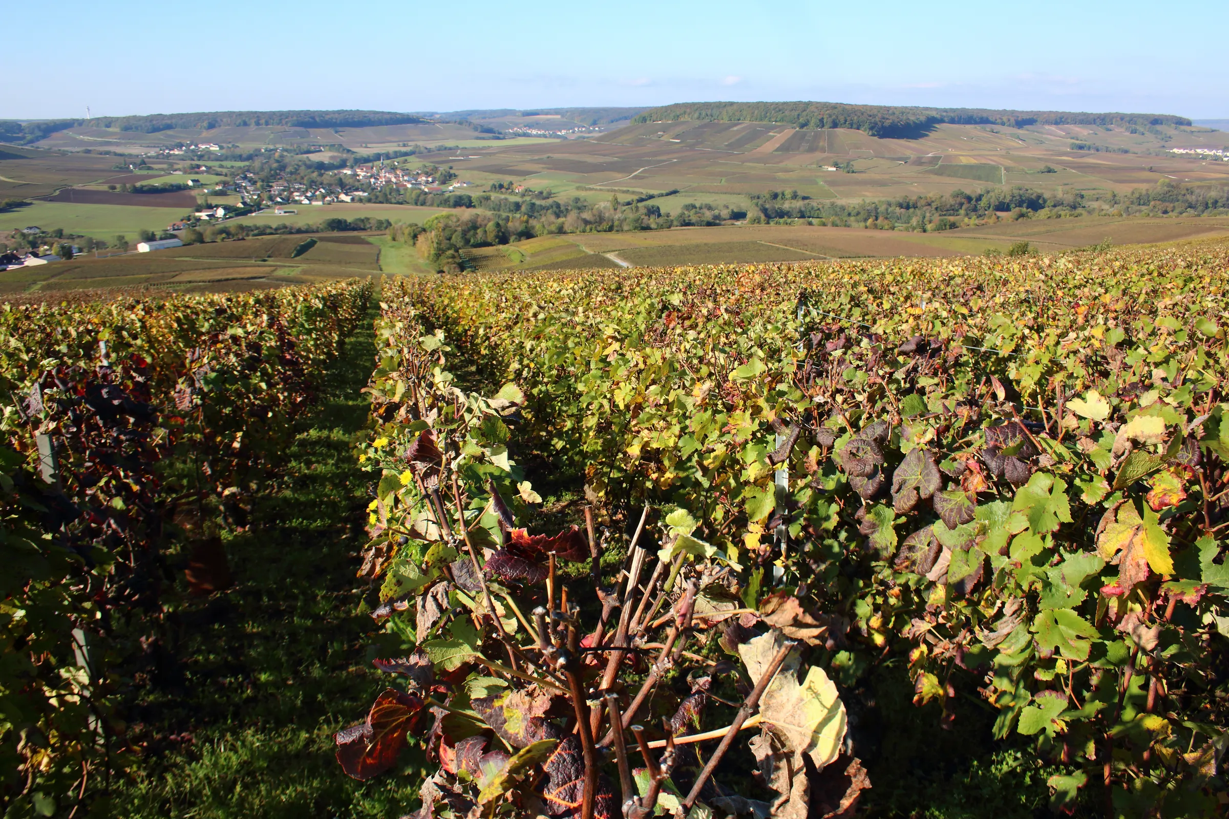 Autumn vine rows leading down to a village among Champagne vineyard hills under a pale blue sky