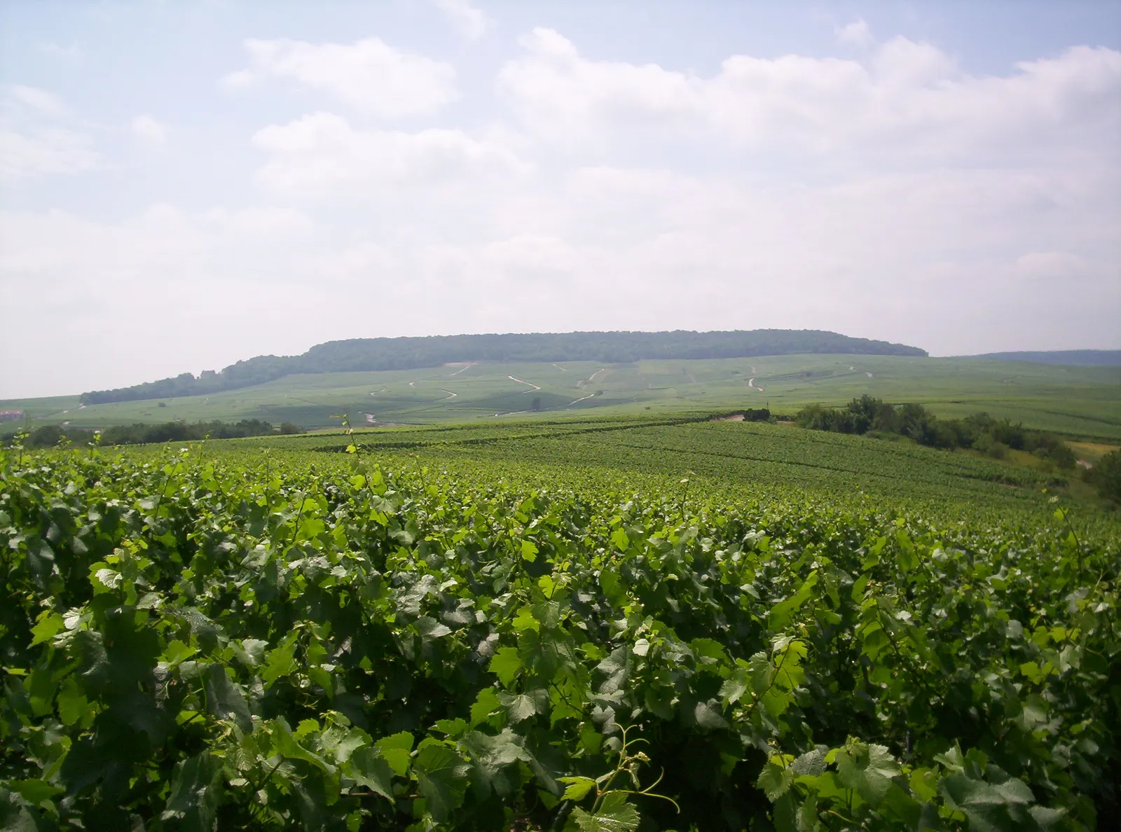 Green vineyards in the Côte des Blancs rolling toward a wooded hill near Cramant under a pale cloudy sky