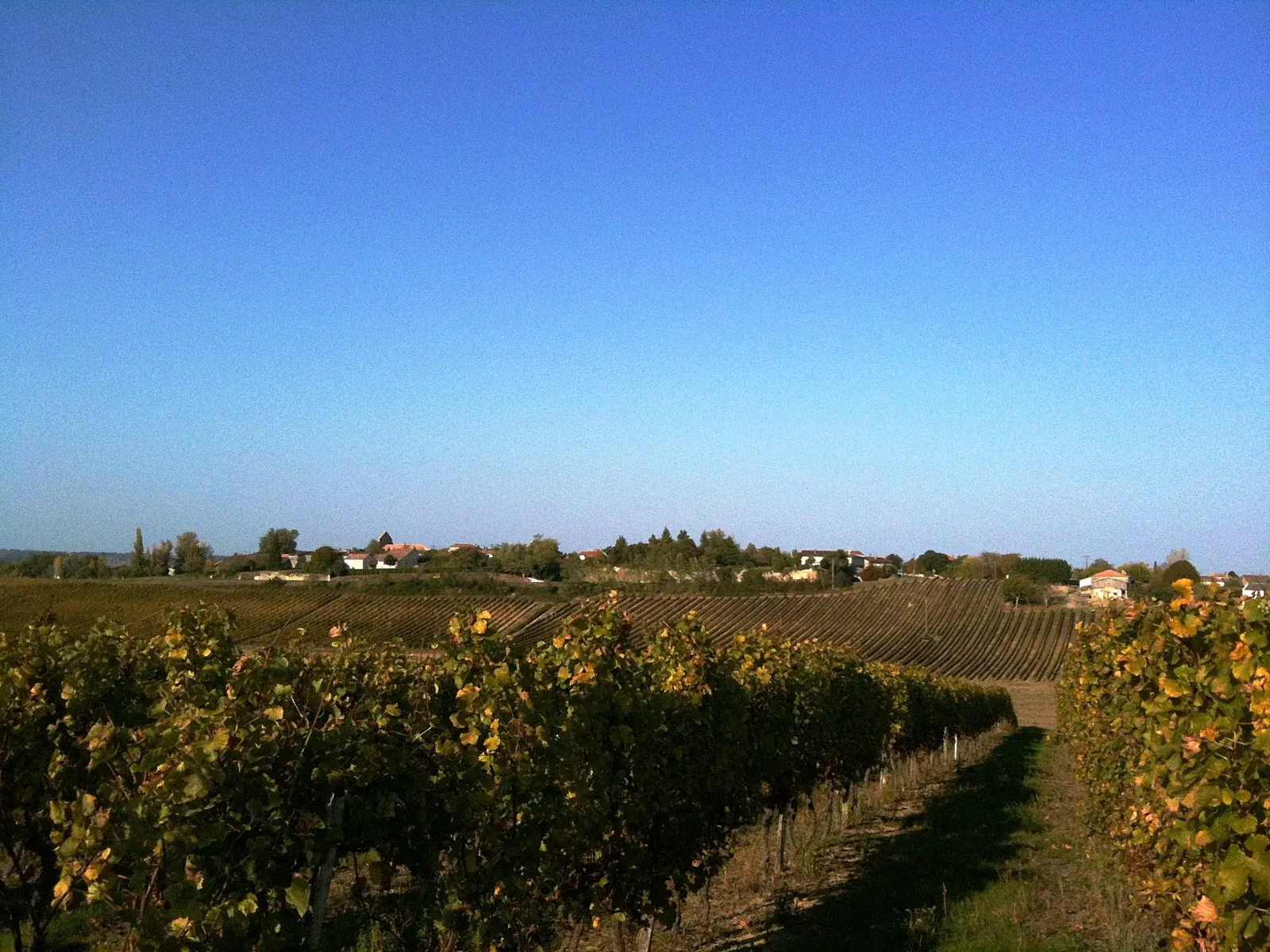 Autumn vine rows in the foreground with the village of Taillecavat on the horizon under a clear blue sky