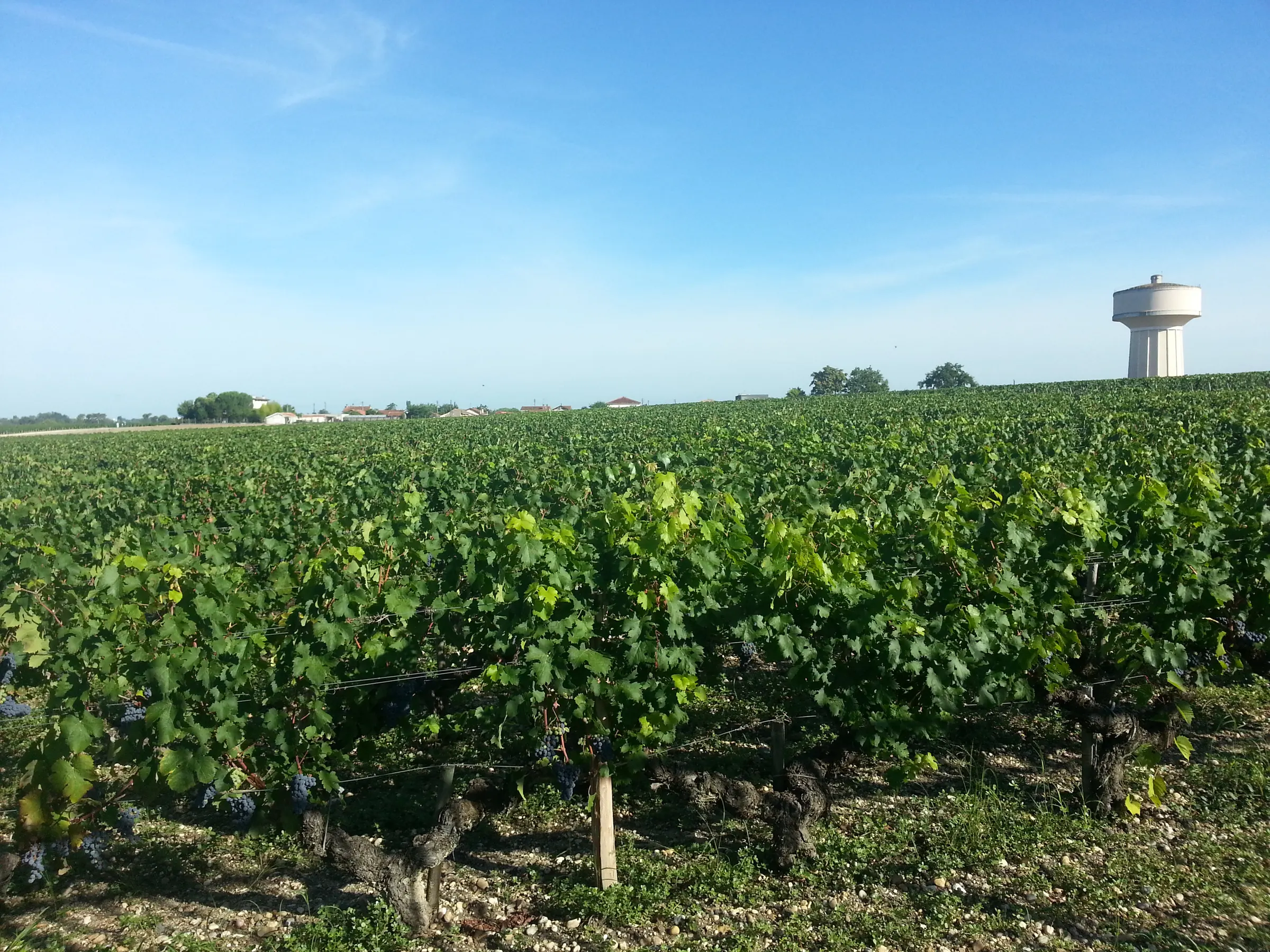 Green vine rows on gravelly soil under a blue sky at the Haut-Brion vineyard in Pessac, with a water tower in the distance
