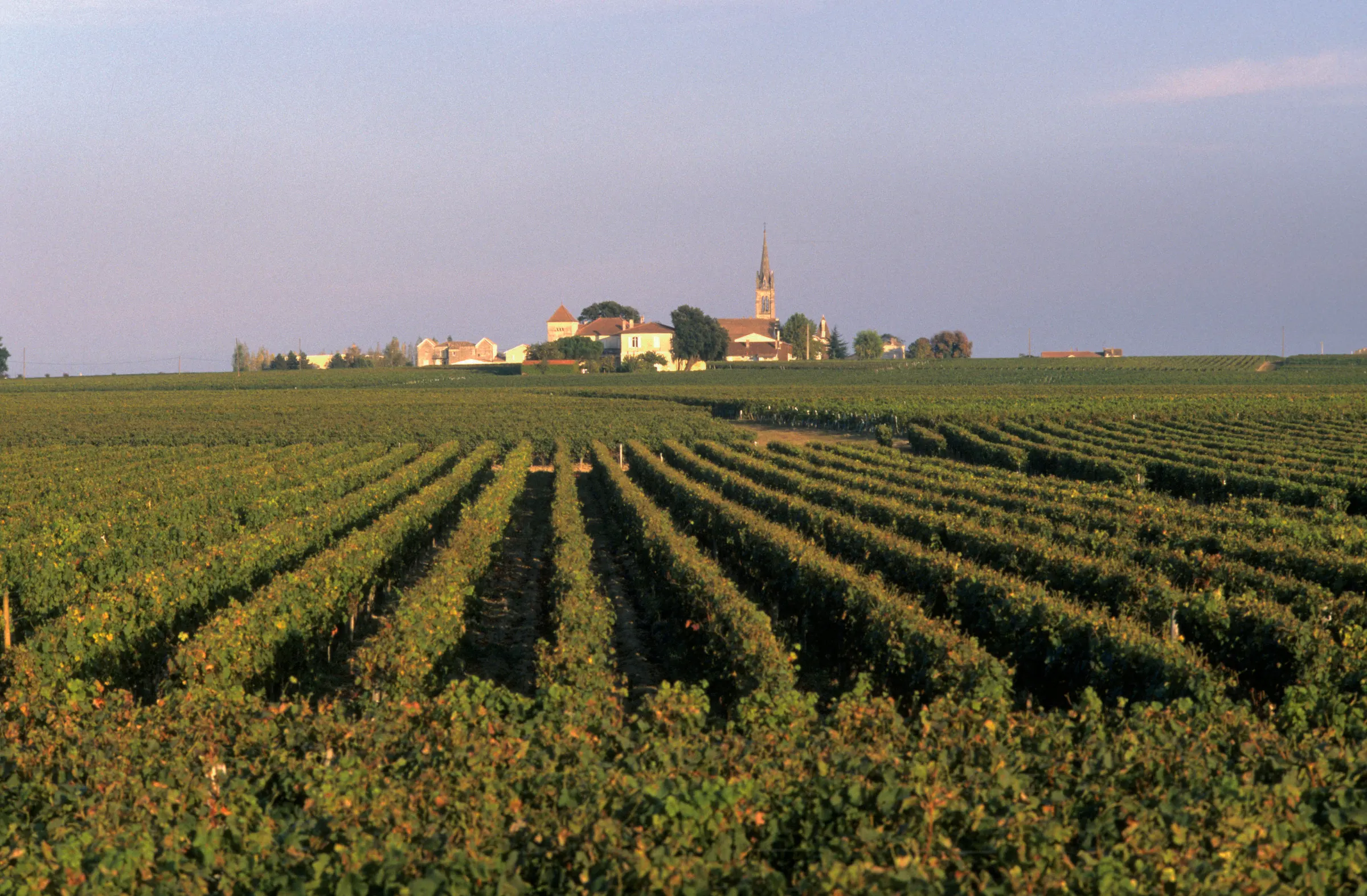 Rows of vines leading toward a village with a church spire at Château Ducluzeau in Listrac-Médoc