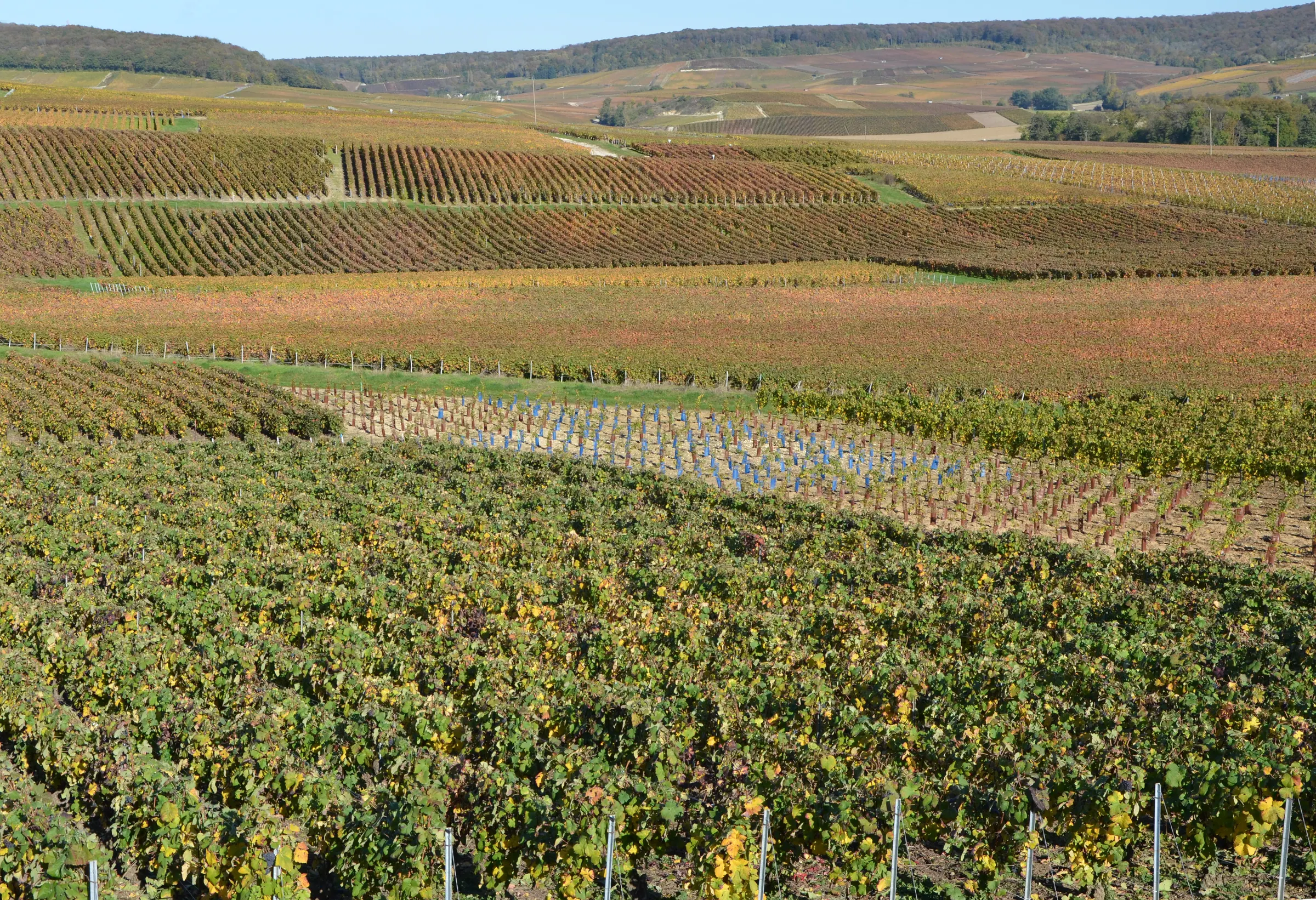 Autumn-coloured Champagne vineyard rows on rolling hillsides near Fleury-la-Rivière in the Montagne de Reims