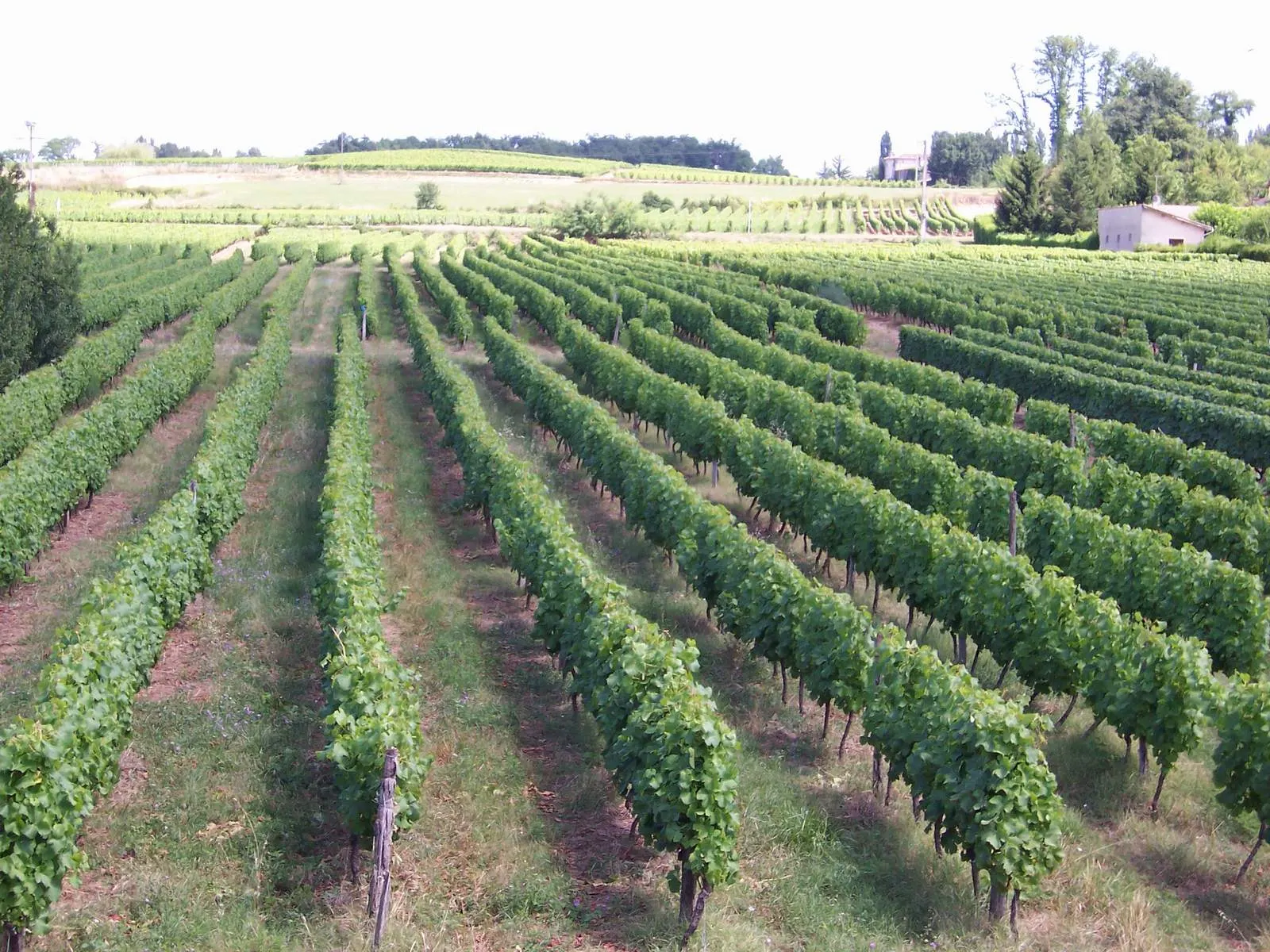 Rows of green vines stretching across gently rolling Sauternes vineyards with farm buildings and trees on the horizon