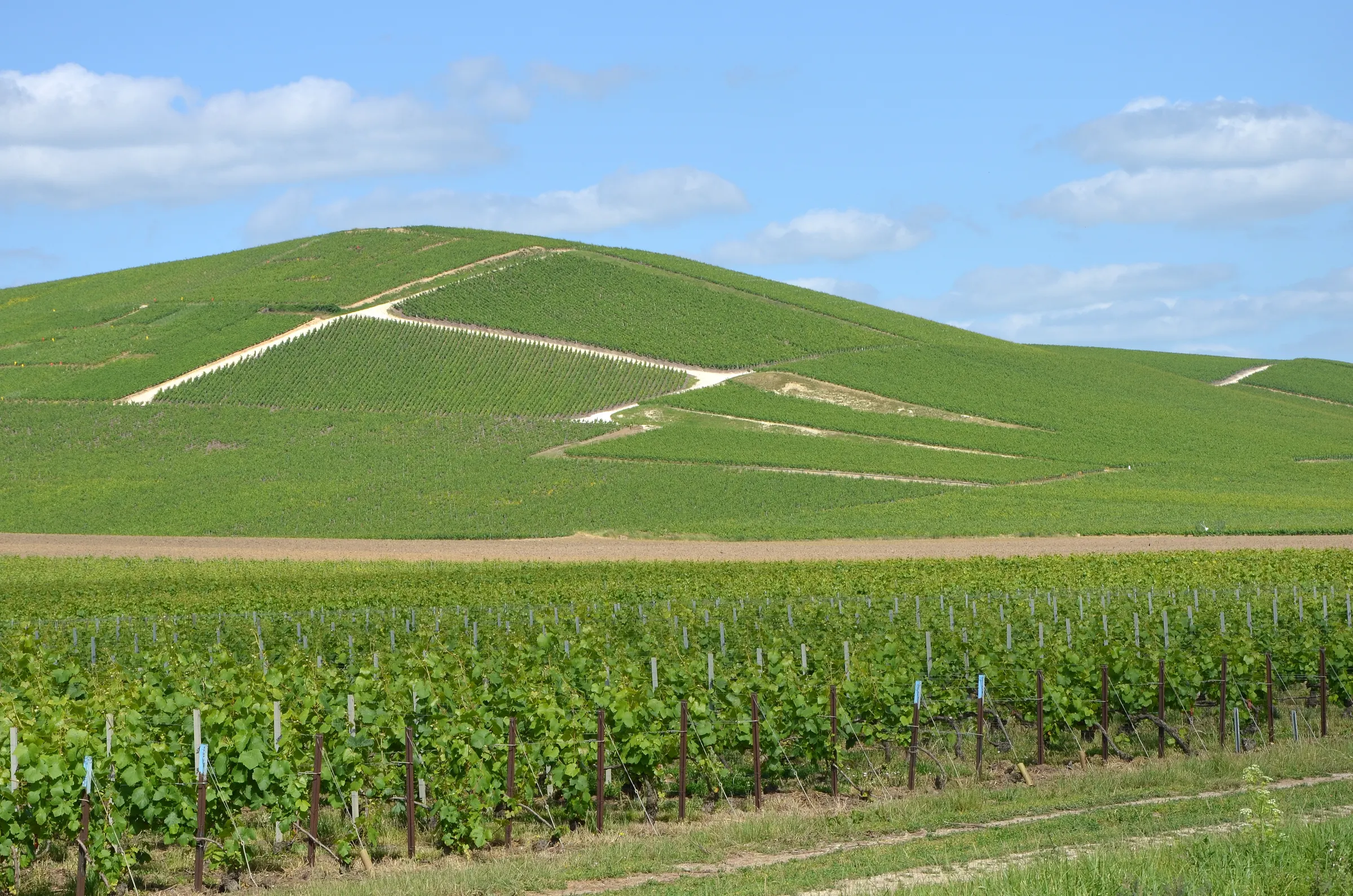 Green vineyard rows in the foreground below a vine-covered hill with chalky tracks near Aÿ, Champagne