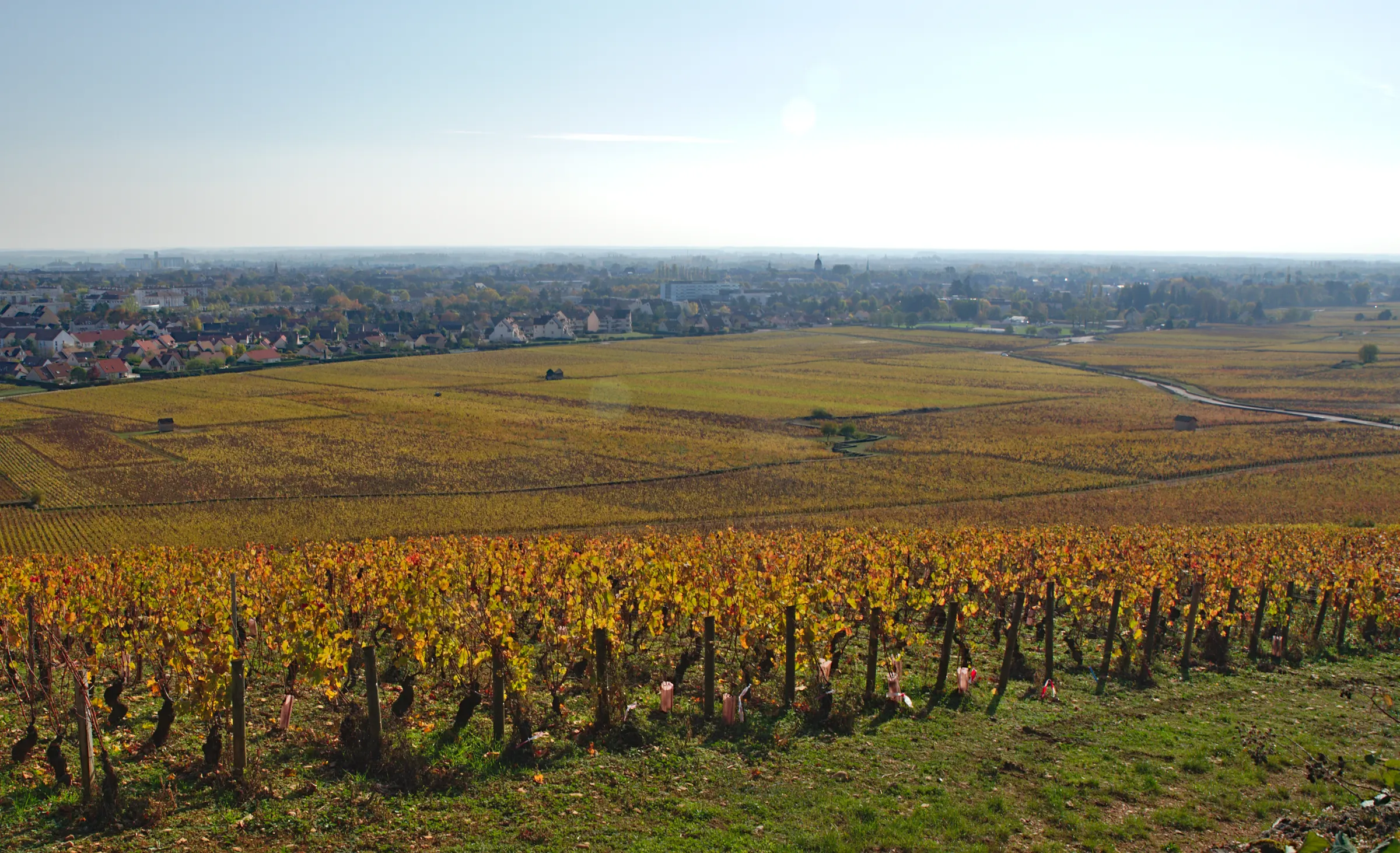 Golden autumn vine rows on a slope above Beaune, with the town and vineyard plain stretching to the horizon