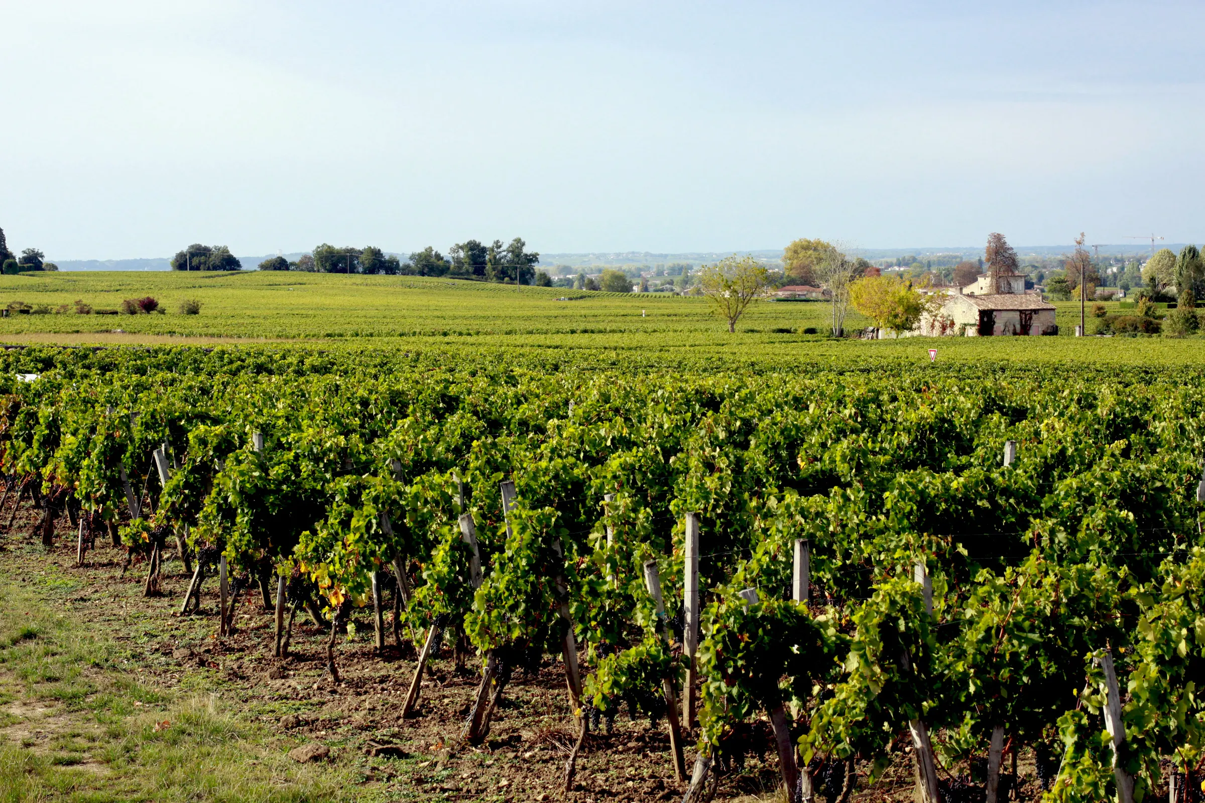 Green vine rows in Saint-Émilion leading to a stone farmhouse and trees on the flat horizon under a pale sky.