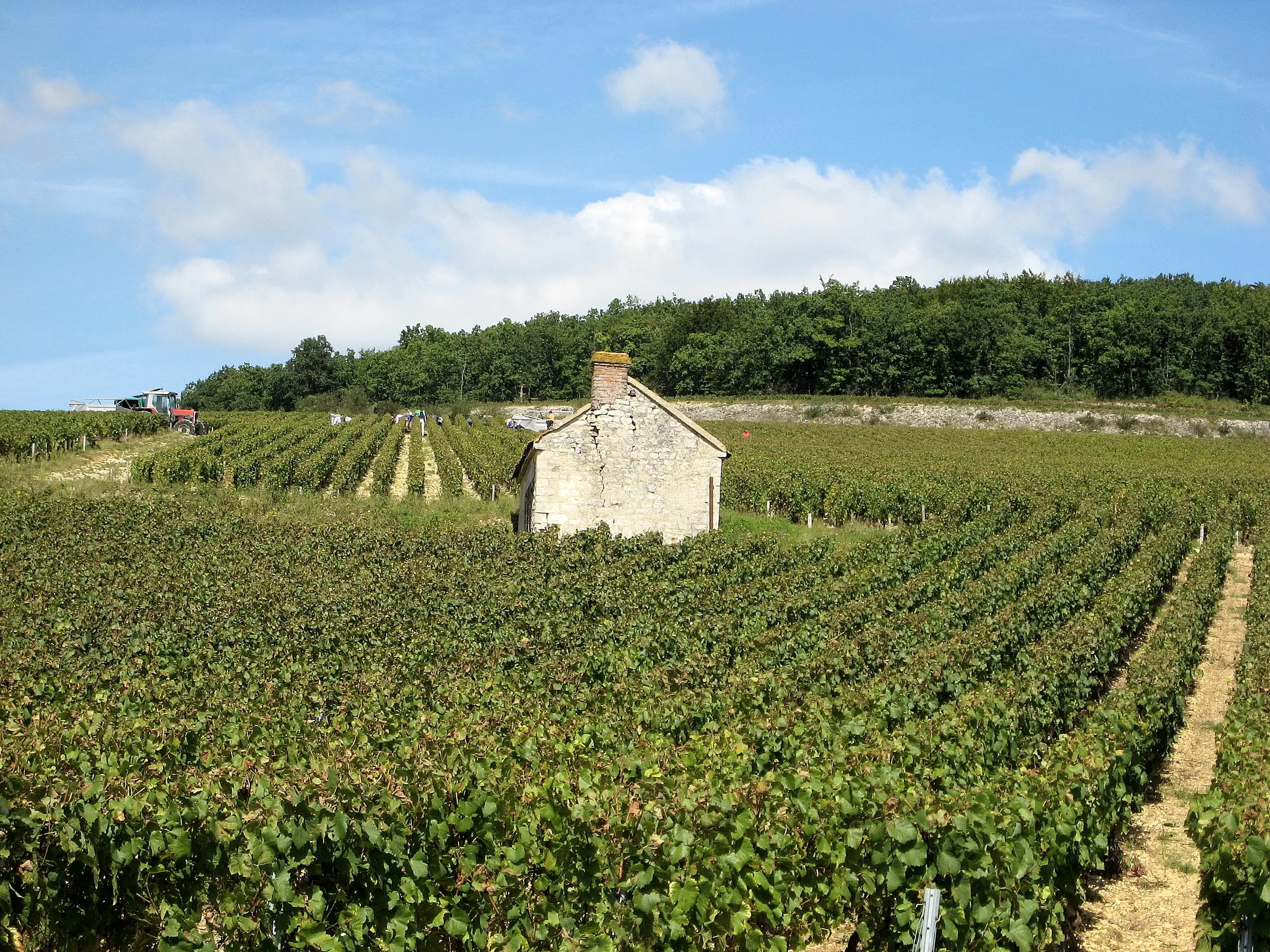 Stone hut among vine rows in the Fourchaume Premier Cru vineyard at Chablis harvest time, wooded ridge behind