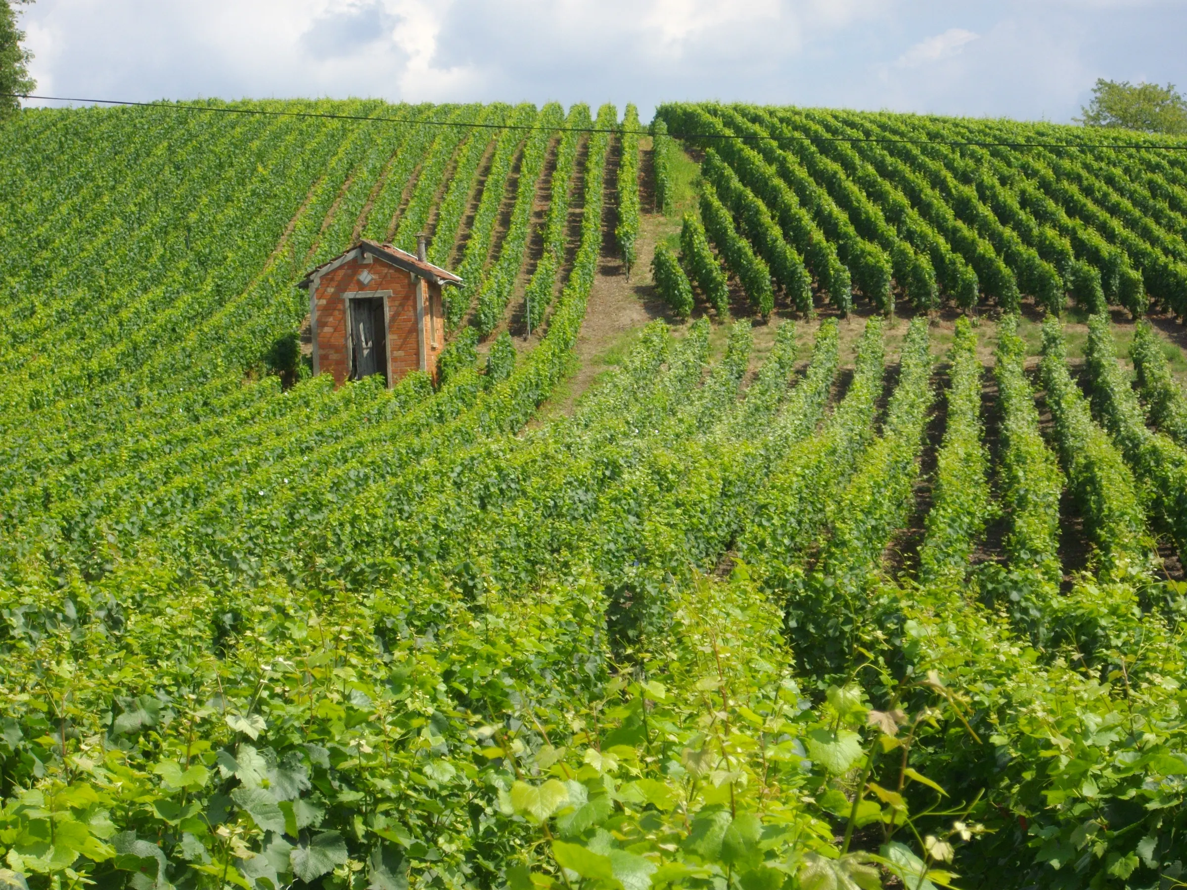 Green vine rows on a slope with a small brick winemaker's hut on the western hillsides of Épernay