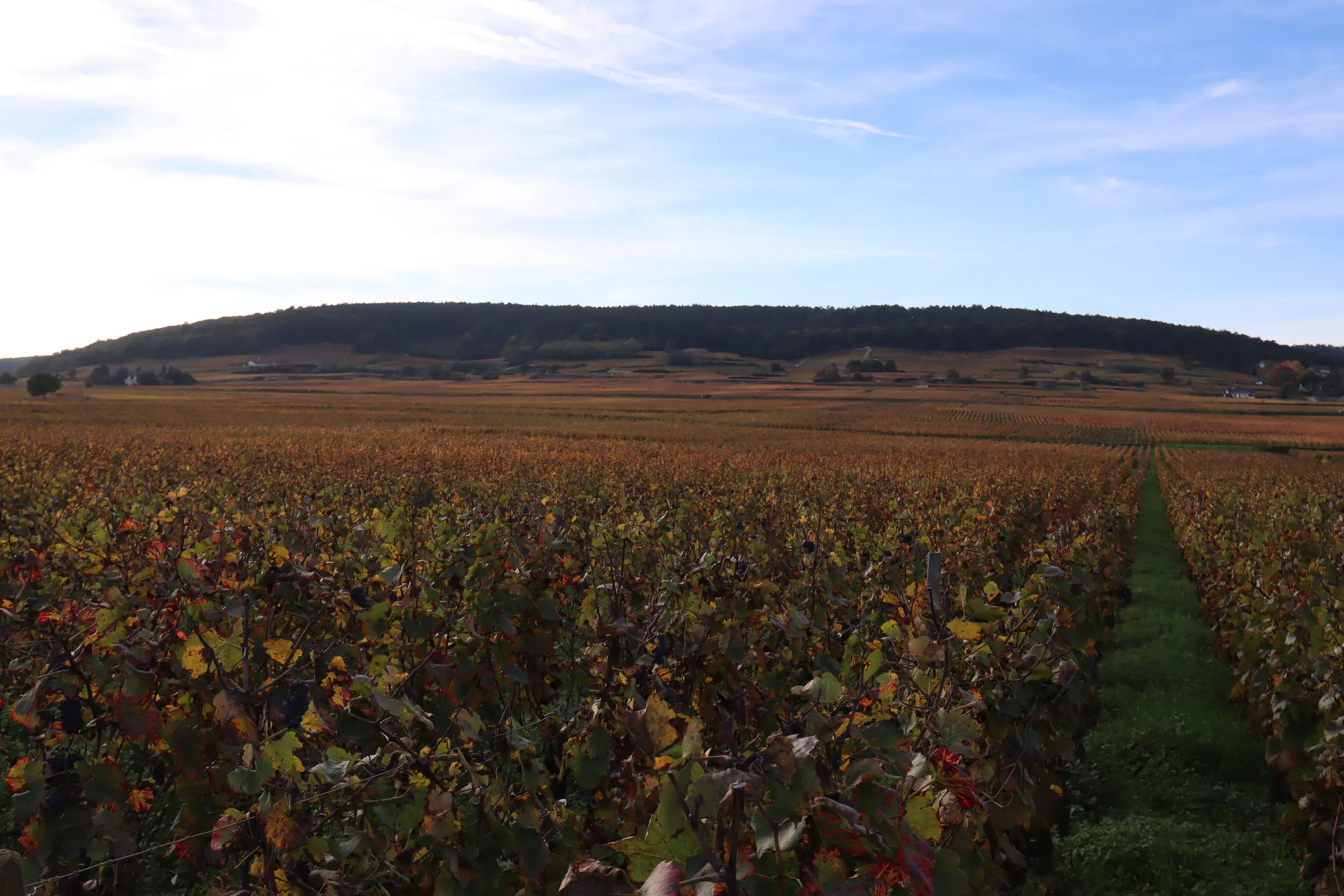 Autumn vineyard rows in red and gold leaves stretching toward a wooded hill near Brochon and Gevrey-Chambertin