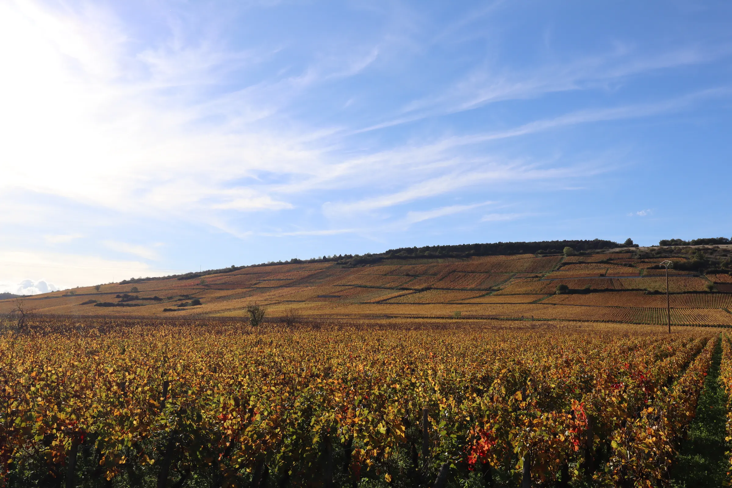 Rows of golden autumn vines leading to a terraced hillside under blue sky near Nuits-Saint-Georges